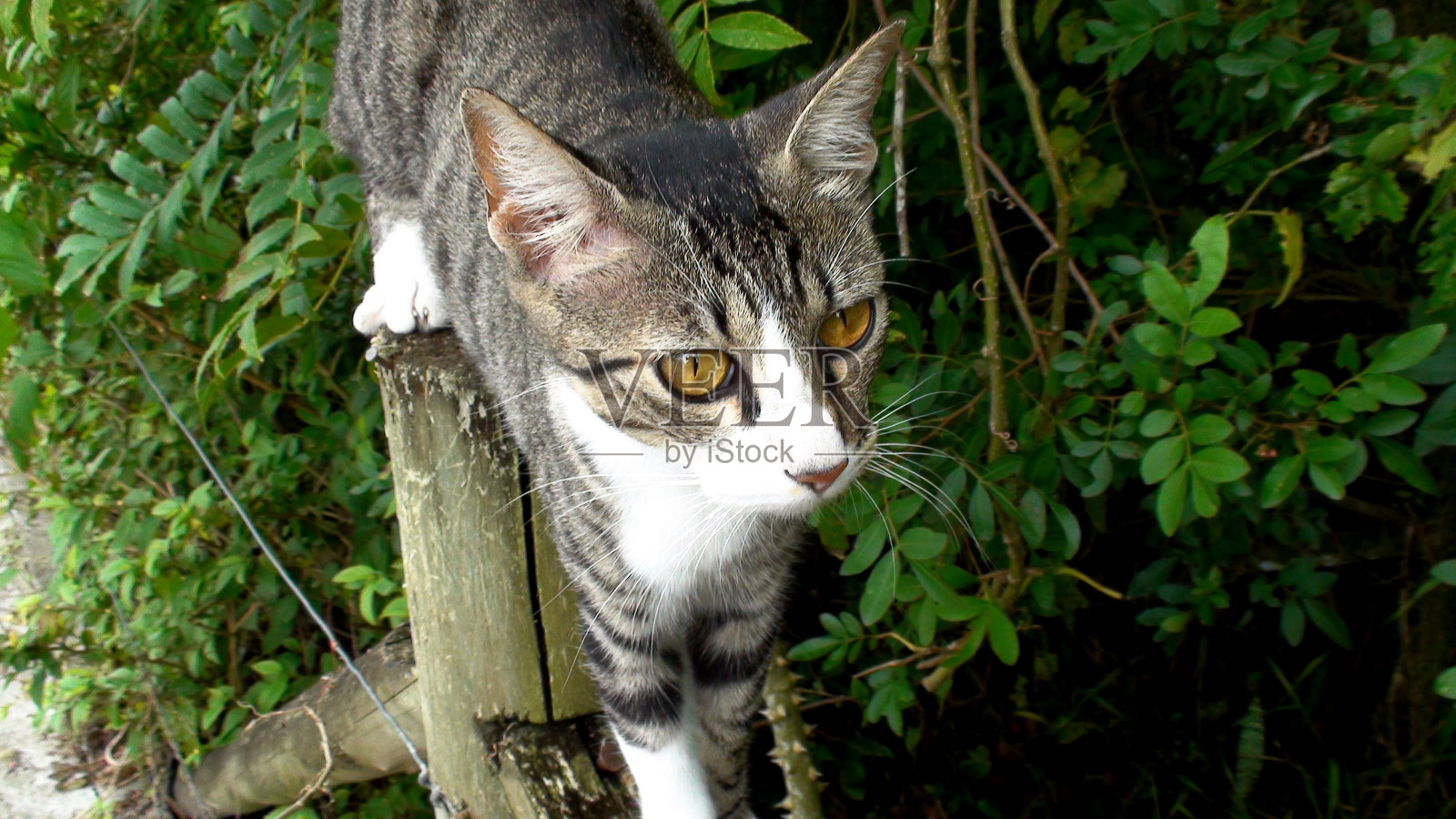 动物猫喵喵喵喵照片摄影图片