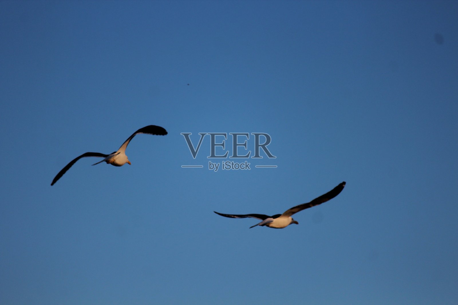 这个飞鸟目标照片摄影图片