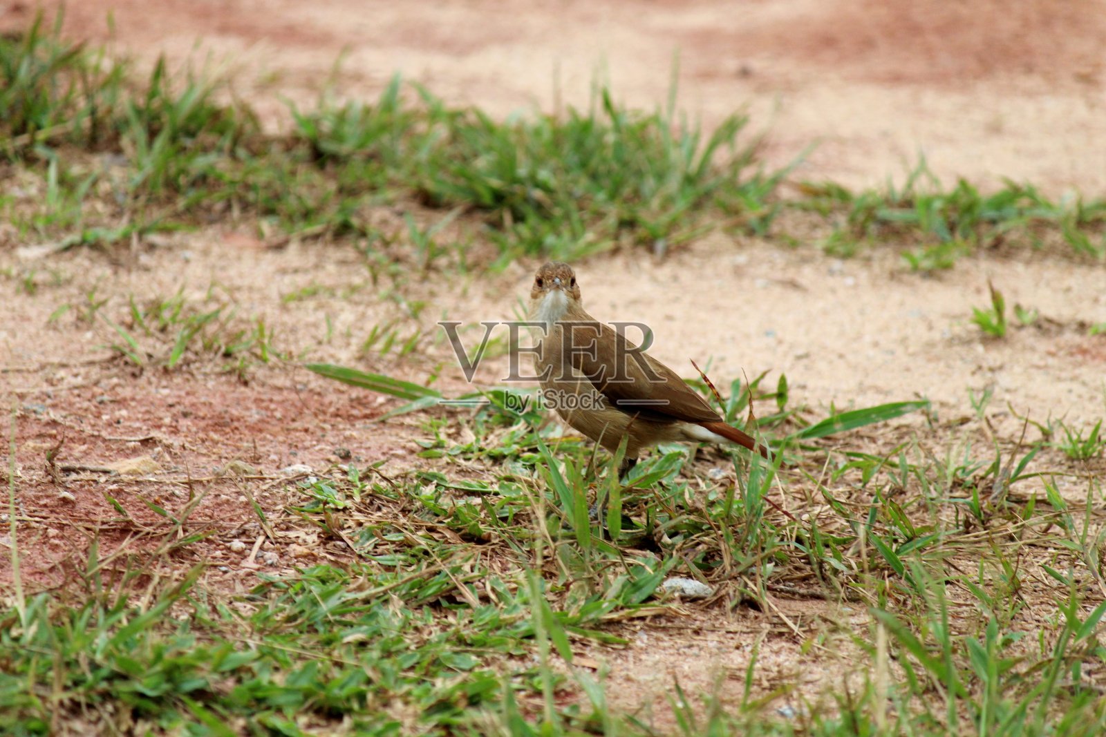 鸟约翰·德·陶炉鲁弗斯照片摄影图片