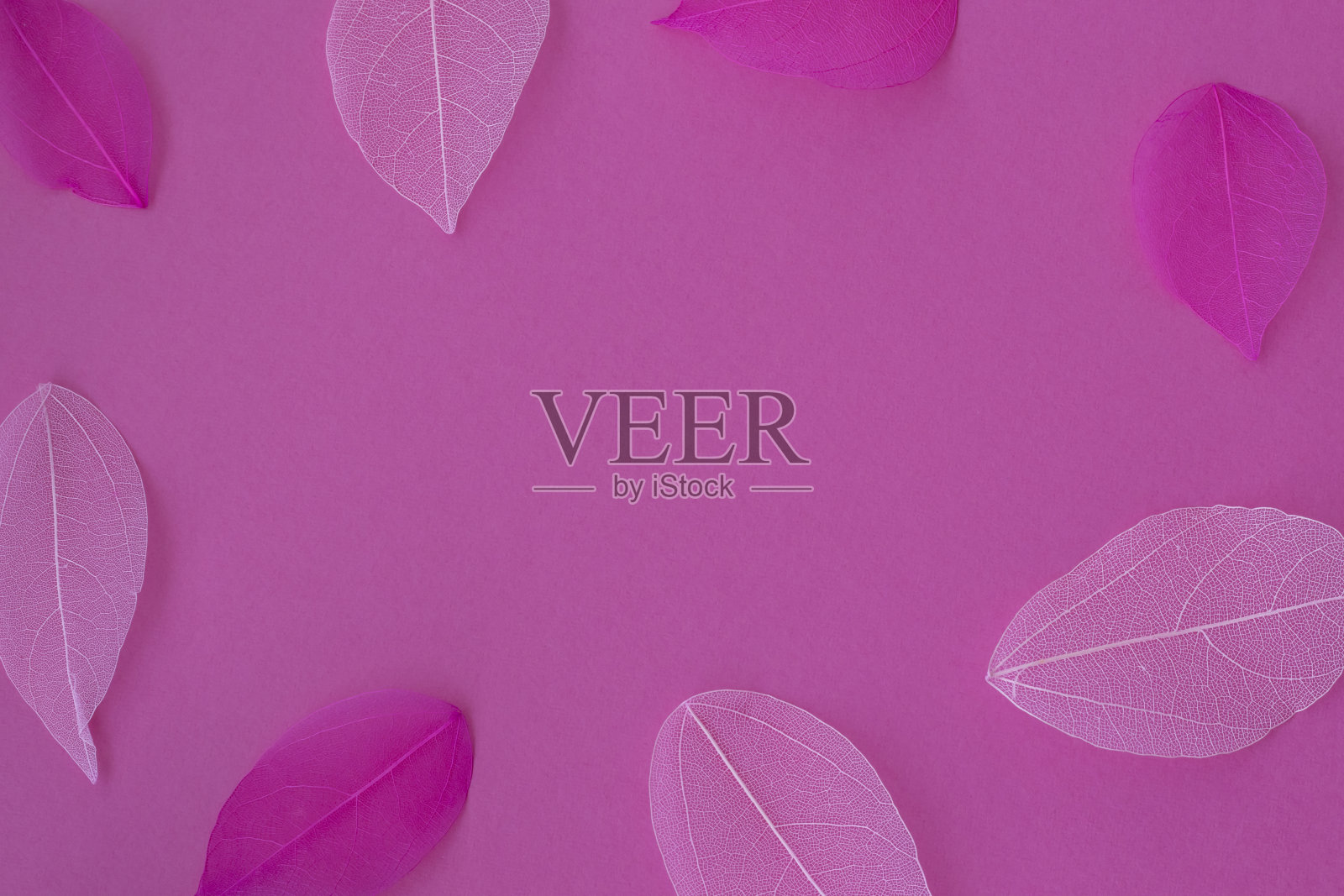 粉红色的背景与一个地方的铭文在中心。沿着边缘的粉红色叶子骨架。照片摄影图片