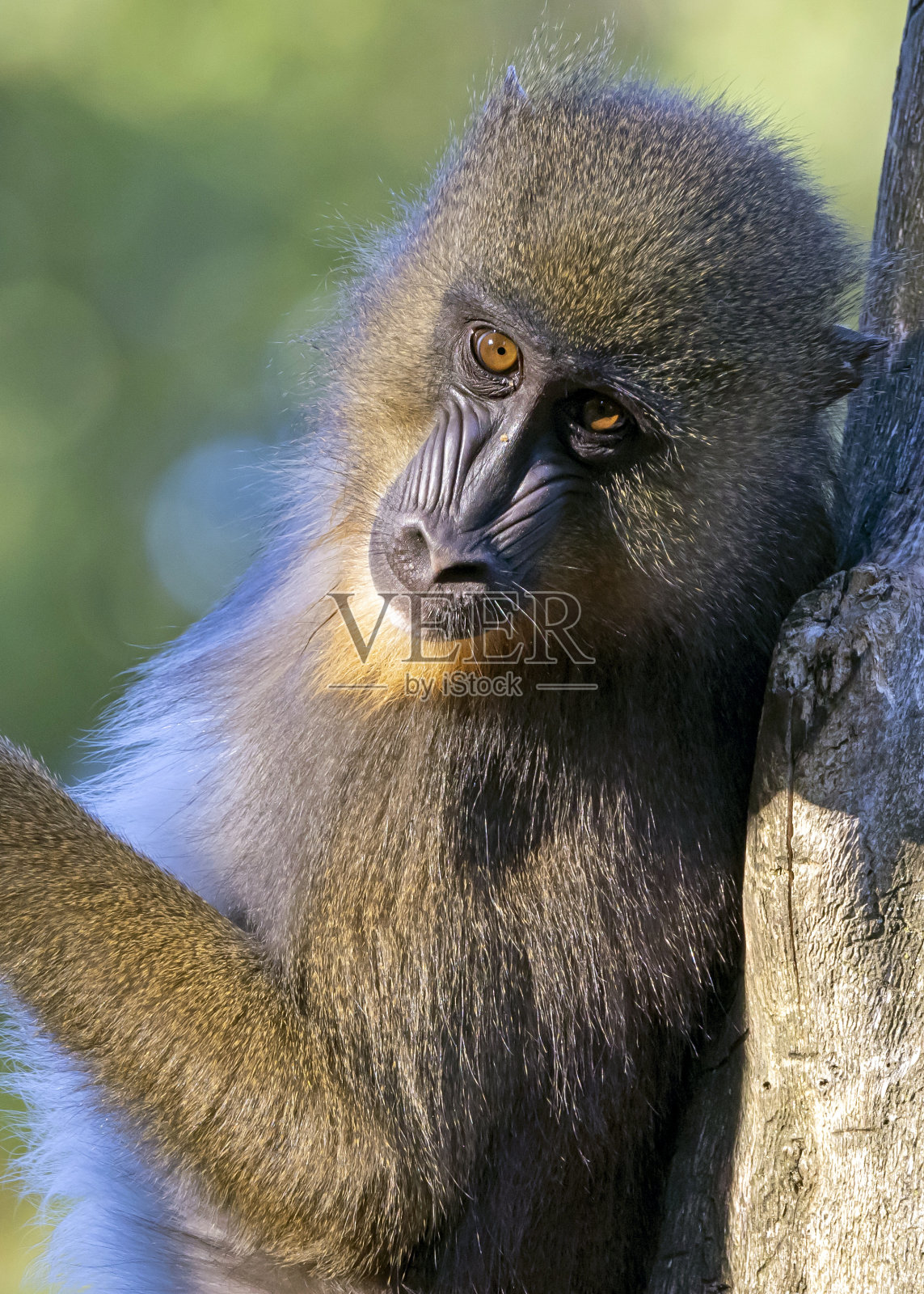 山魈特写图(山魈斯芬克斯)照片摄影图片