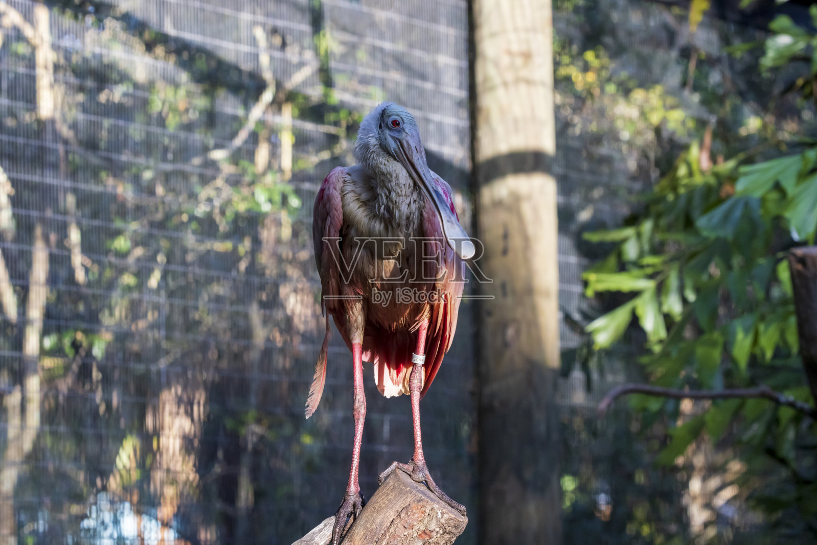 篦鹭鸟照片摄影图片