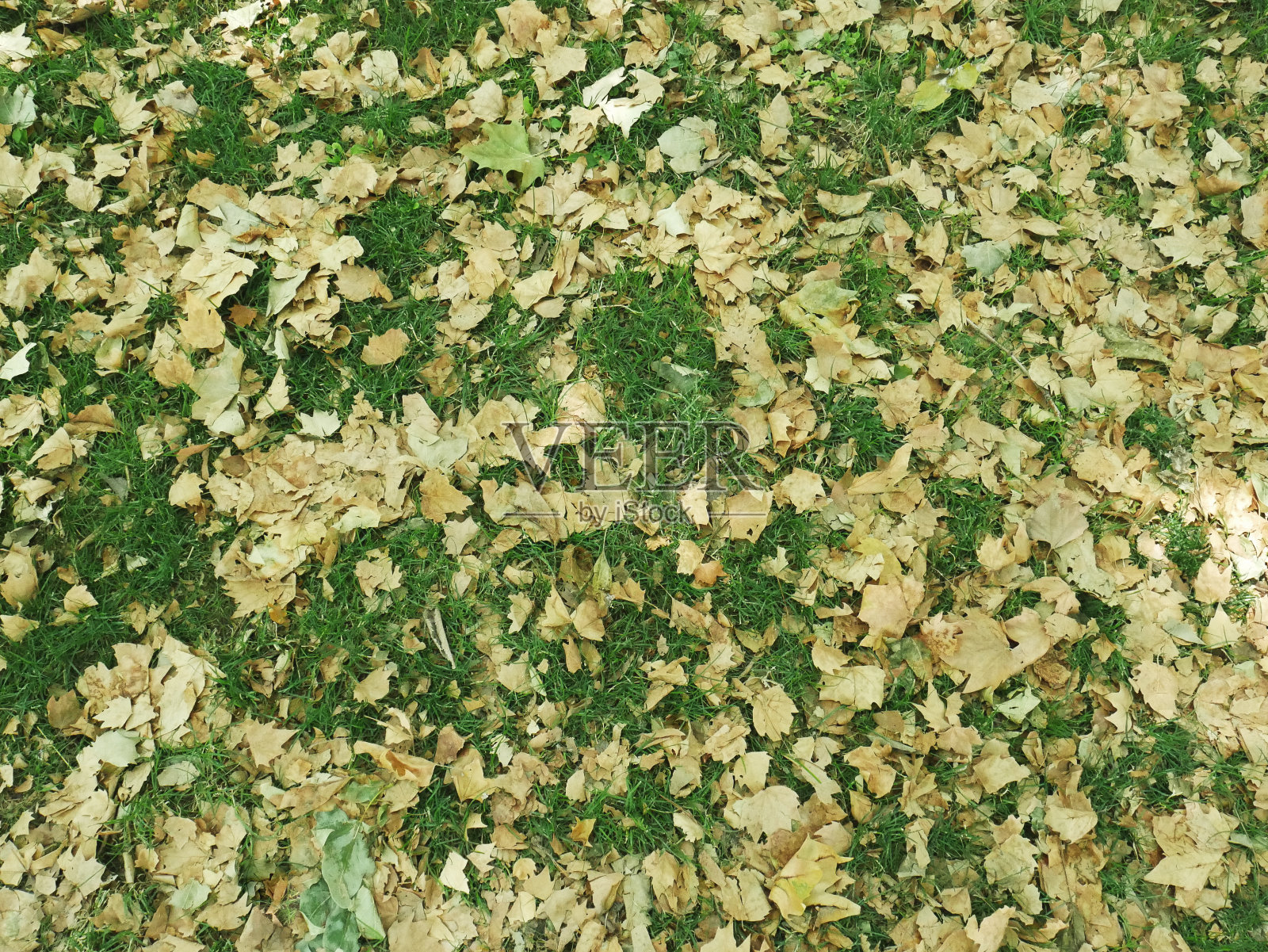 草地上干燥的落叶为背景。照片摄影图片