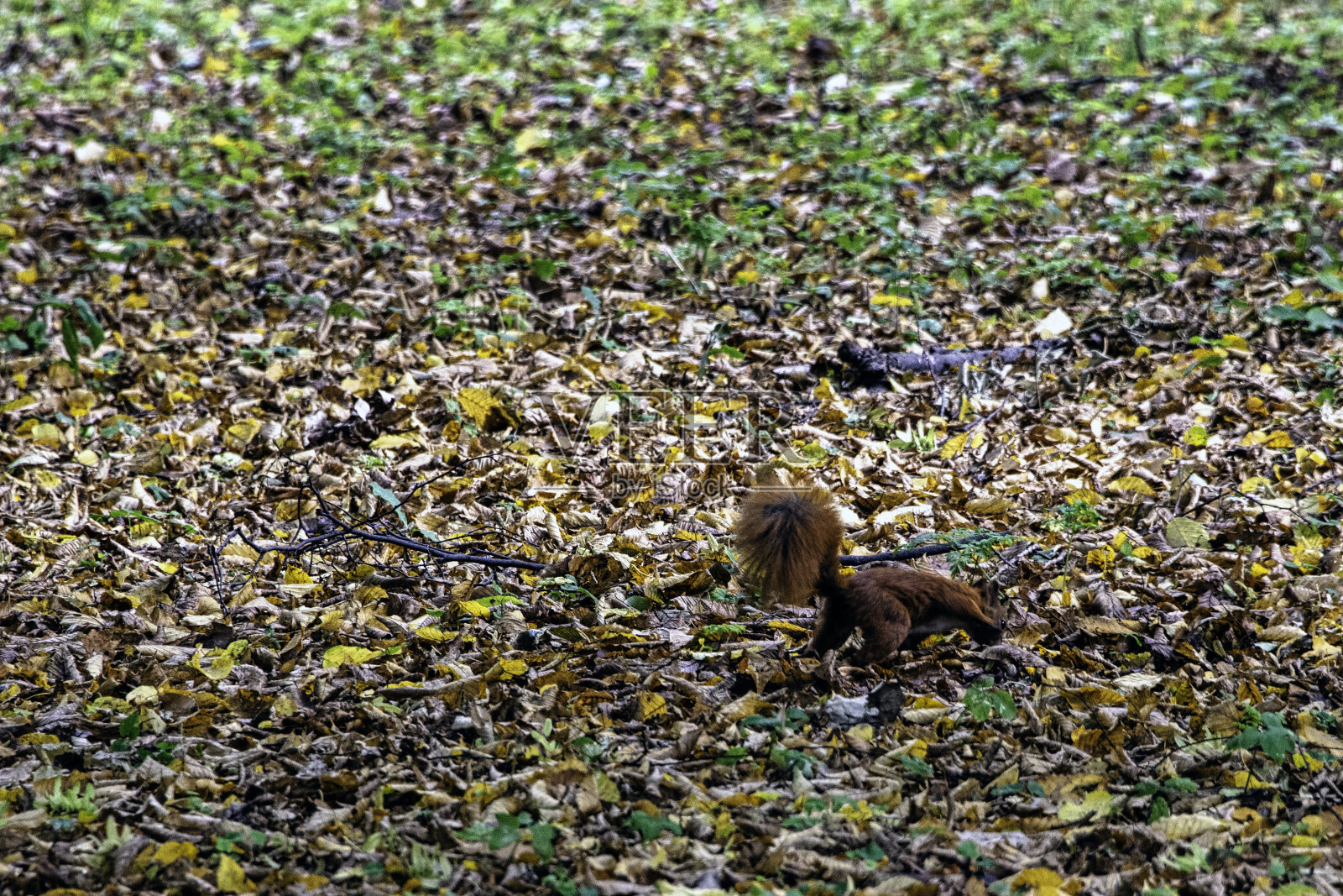 野生欧亚红松鼠(Sciurus vulgaris)在坎皮诺斯国家公园，马索维亚，波兰照片摄影图片