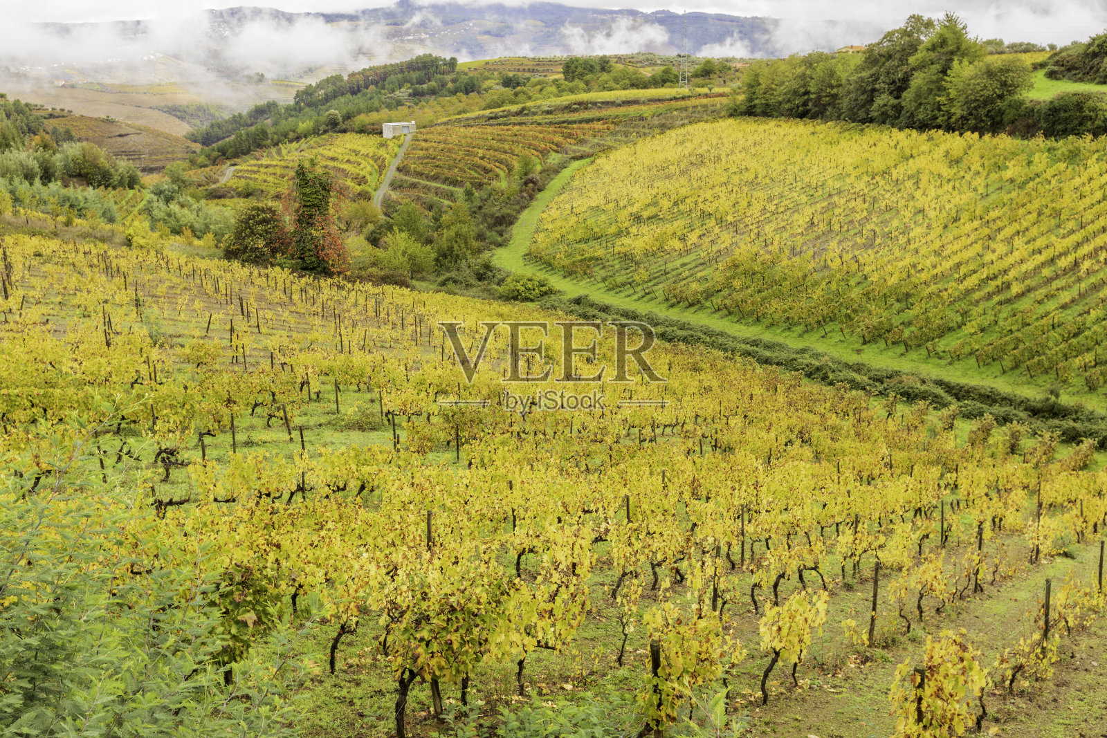 葡萄藤在杜罗山谷葡萄酒厂在葡萄牙照片摄影图片