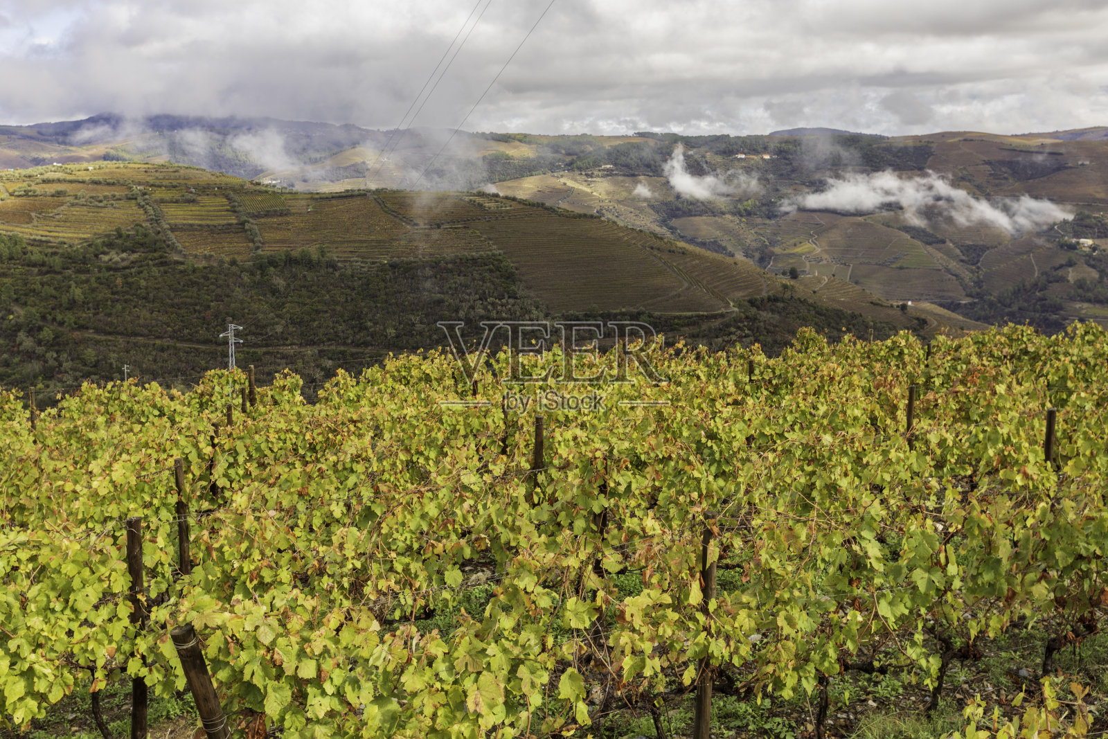 葡萄藤在杜罗山谷葡萄酒厂在葡萄牙照片摄影图片