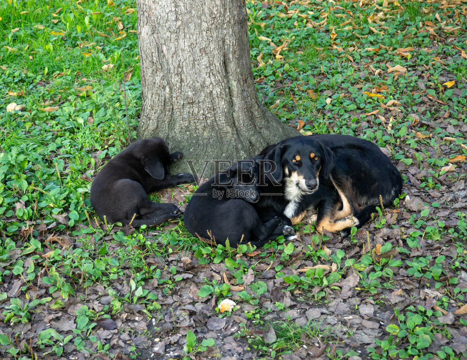 一只狗带着两只小狗在树旁。妈妈和小熊们。宠物是免费的。无家可归的狗。照片摄影图片