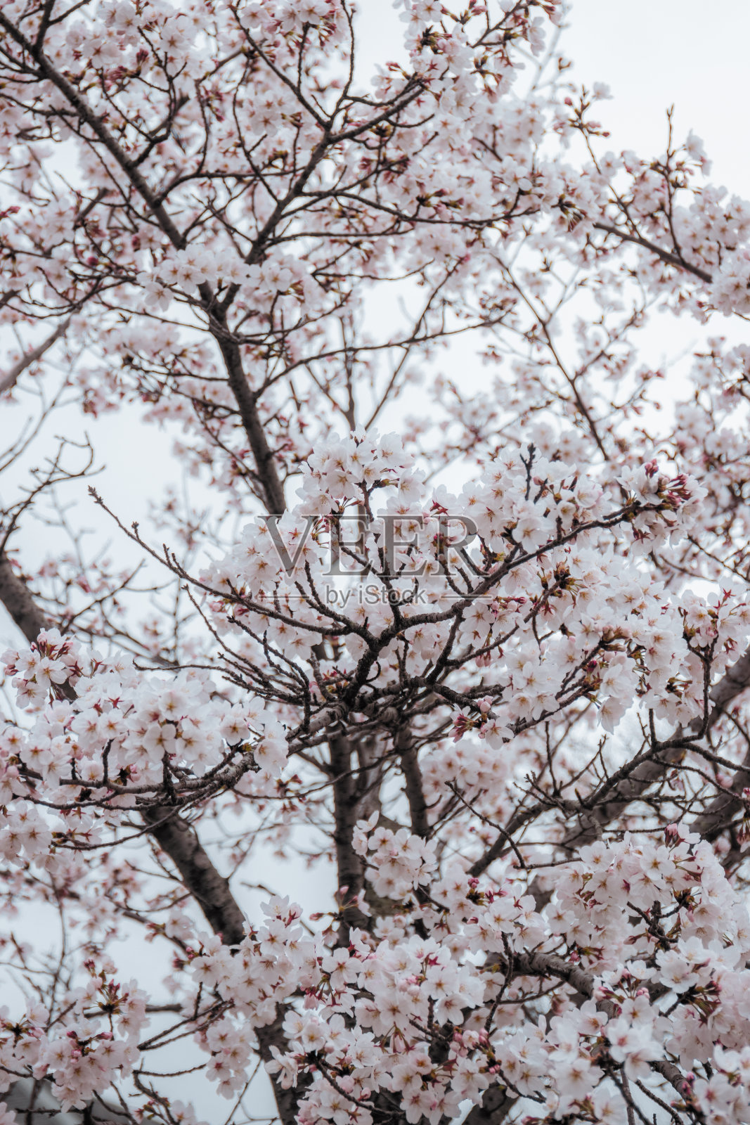 樱花树照片摄影图片