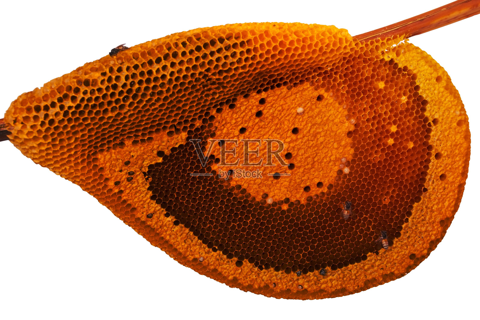 蜜蜂在蜂房里照片摄影图片