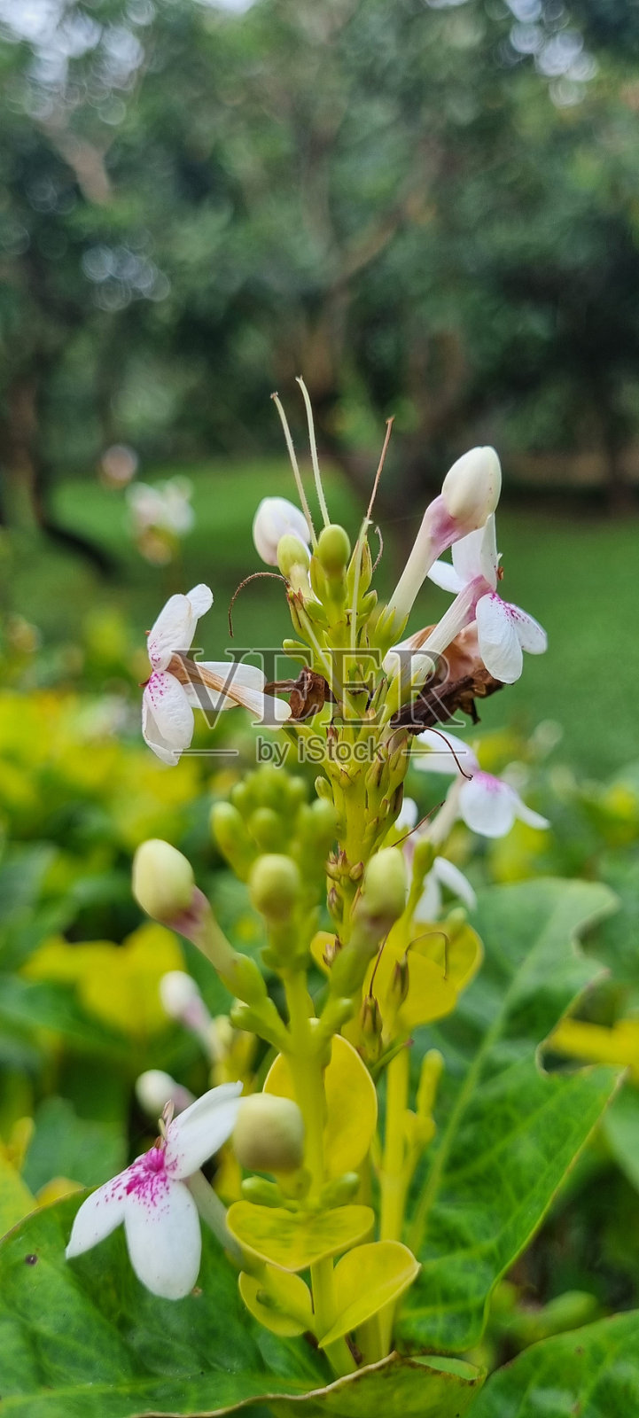 开花的叶子照片摄影图片