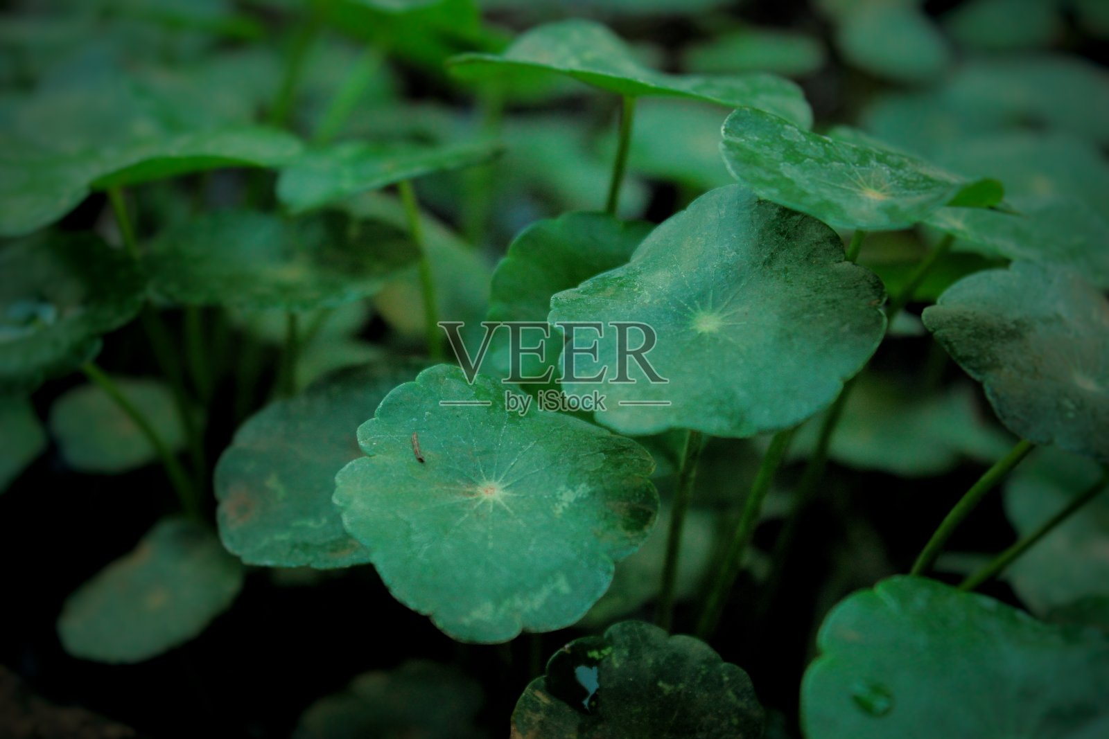 小绿色照片摄影图片