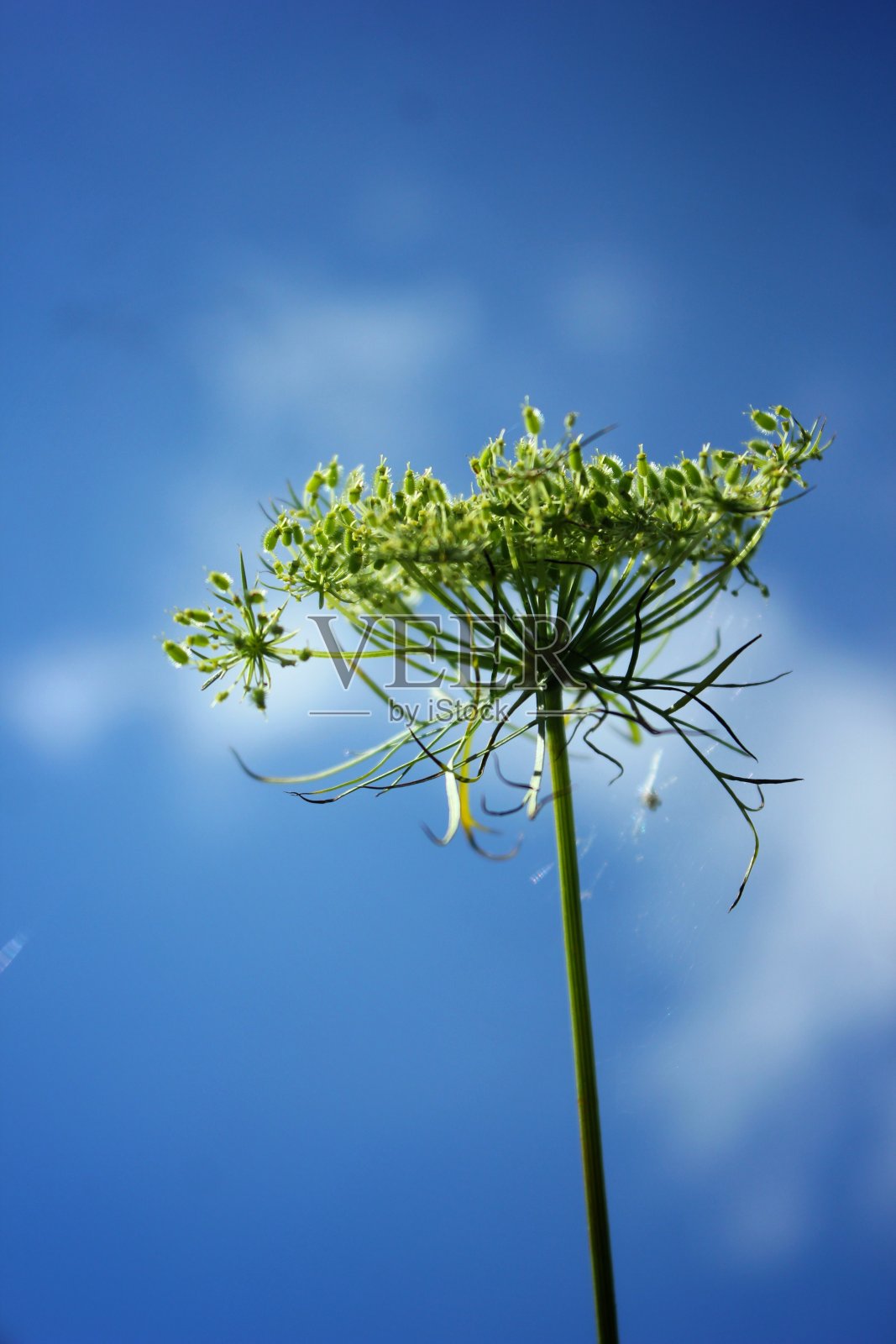 在蓝天下照片摄影图片
