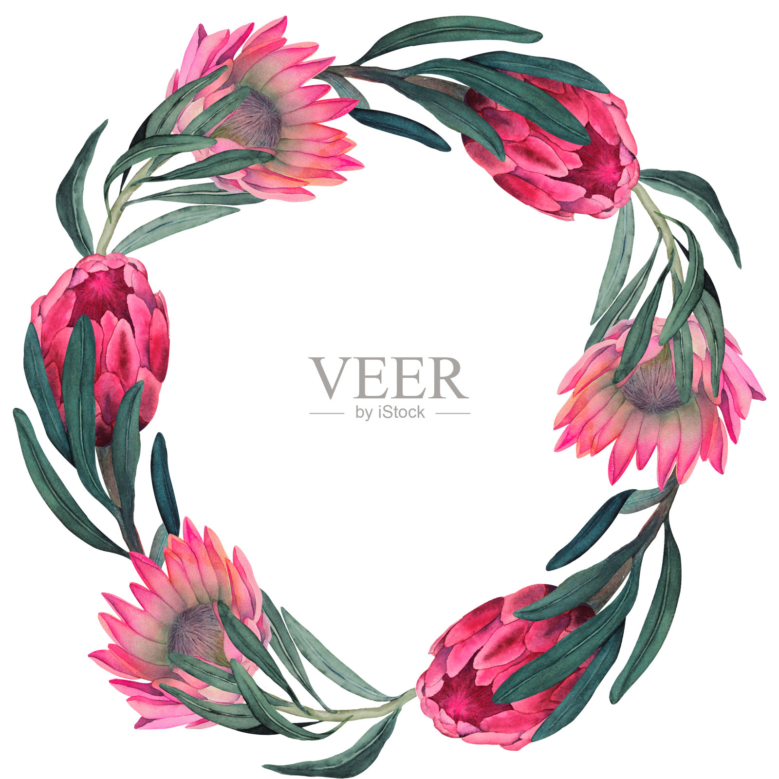 手绘水彩品红色变形花花环。插画图片素材