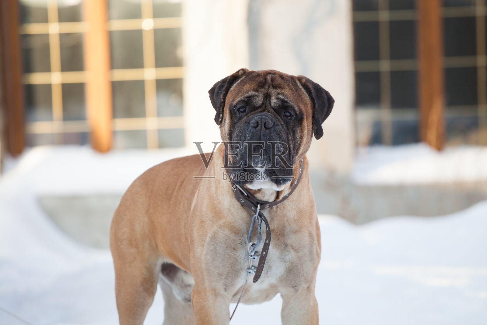 牵绳的牛獒狗照片摄影图片