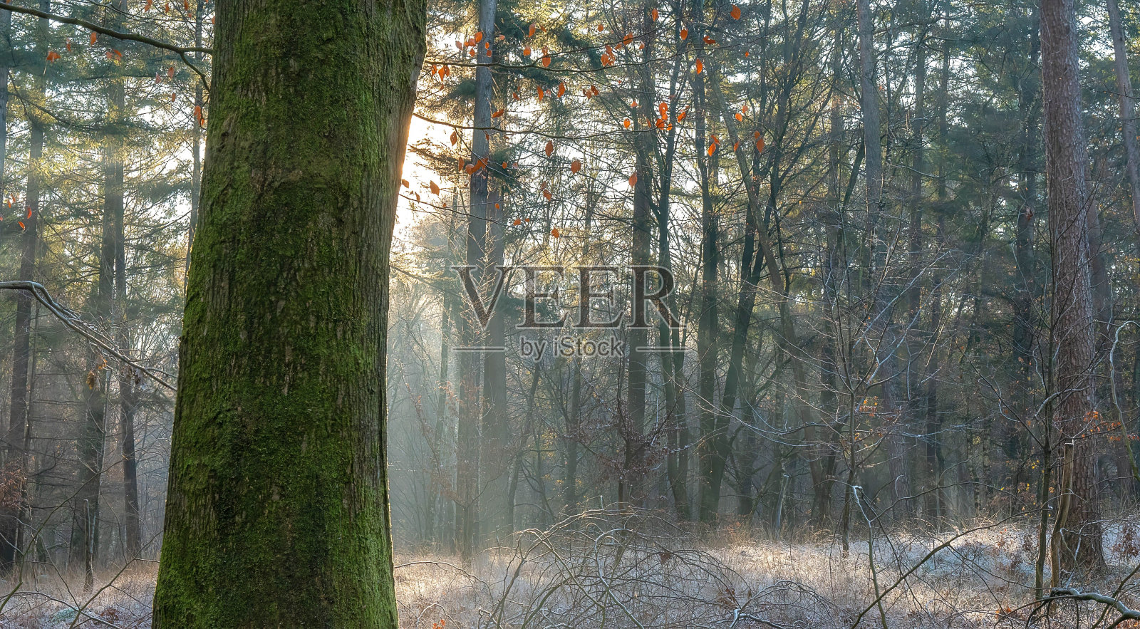 冬天山上长了树照片摄影图片