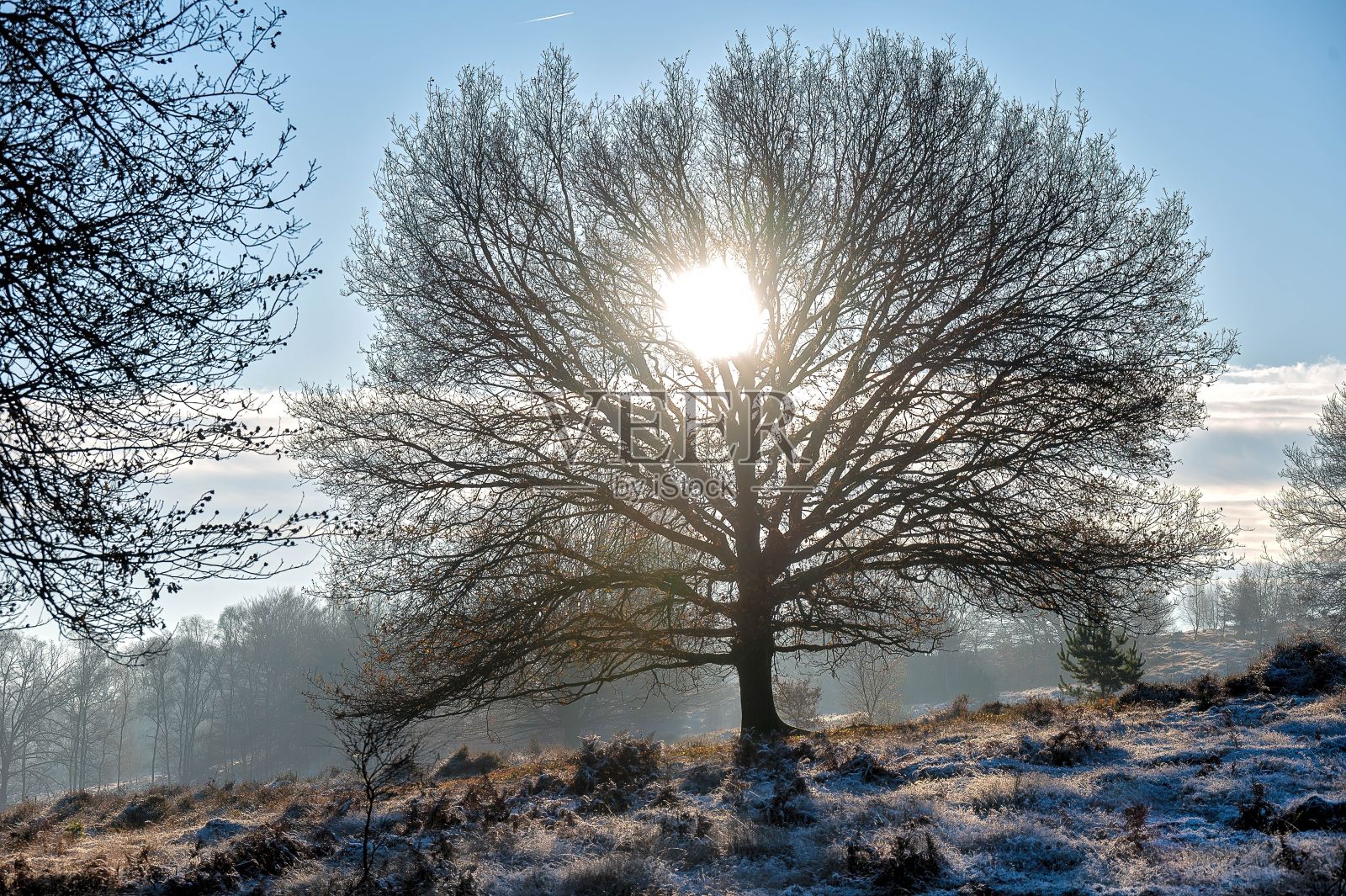 阳光透过雪山上一棵光秃秃的树的树枝照片摄影图片