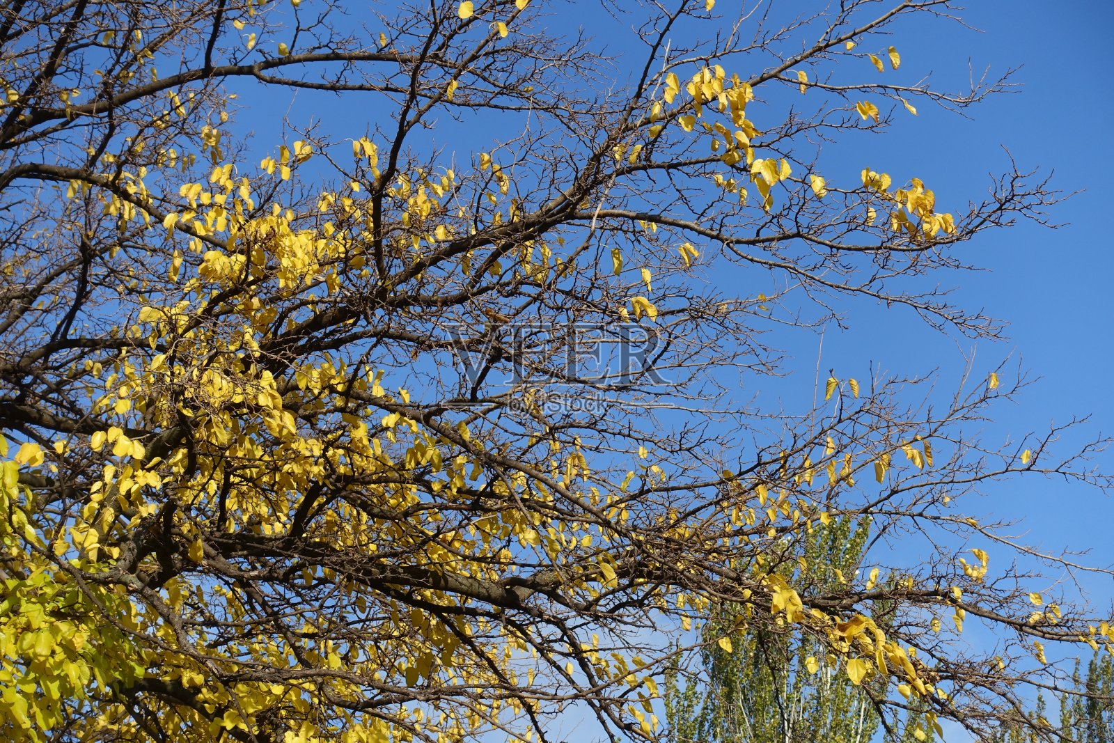 湛蓝的天空和桑树枝叶和秋天的树叶在十一月照片摄影图片