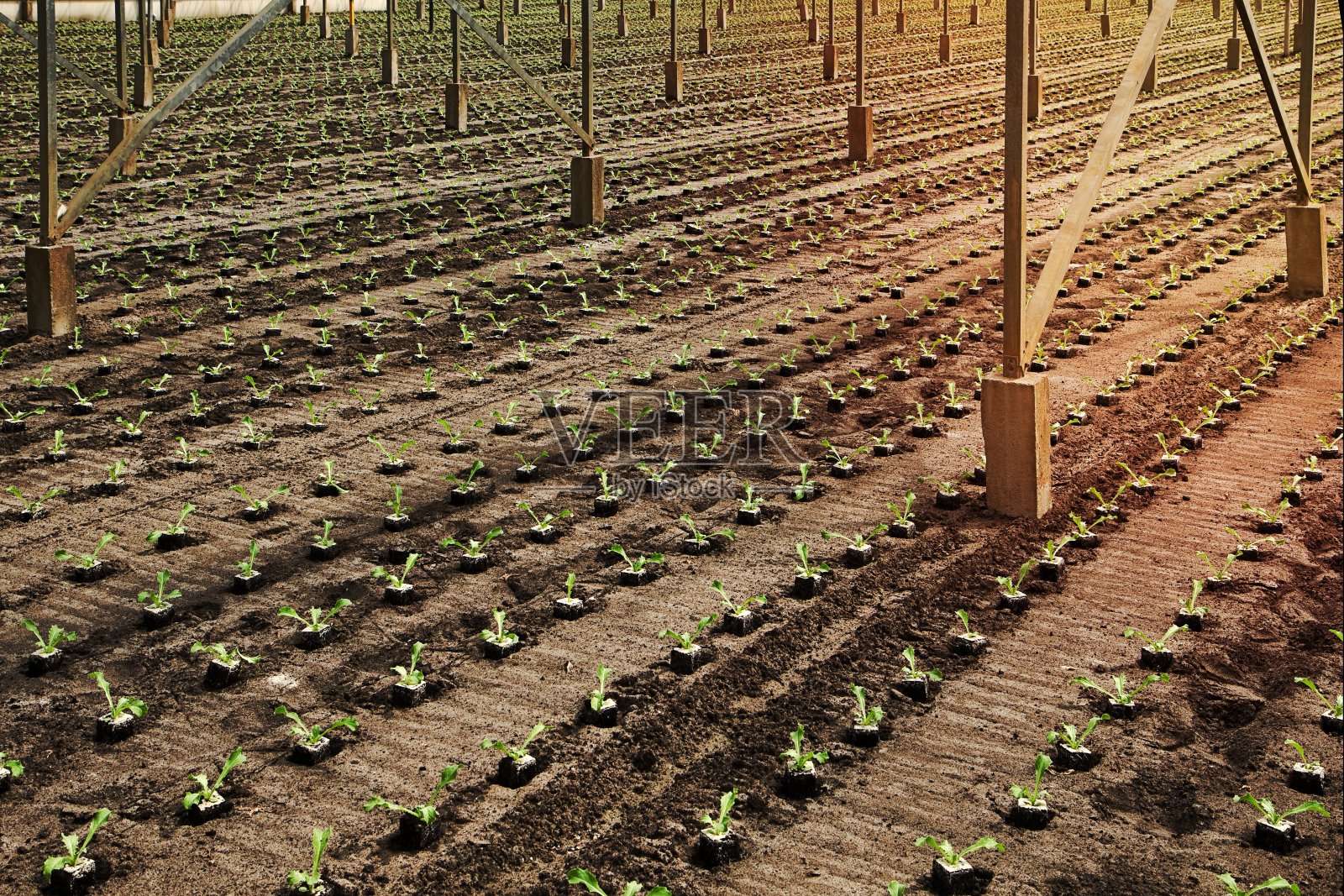 在温室中种植新的菊苣幼苗照片摄影图片