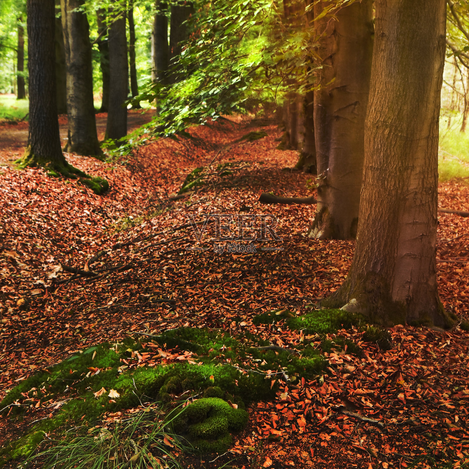 森林里一排排的树照片摄影图片