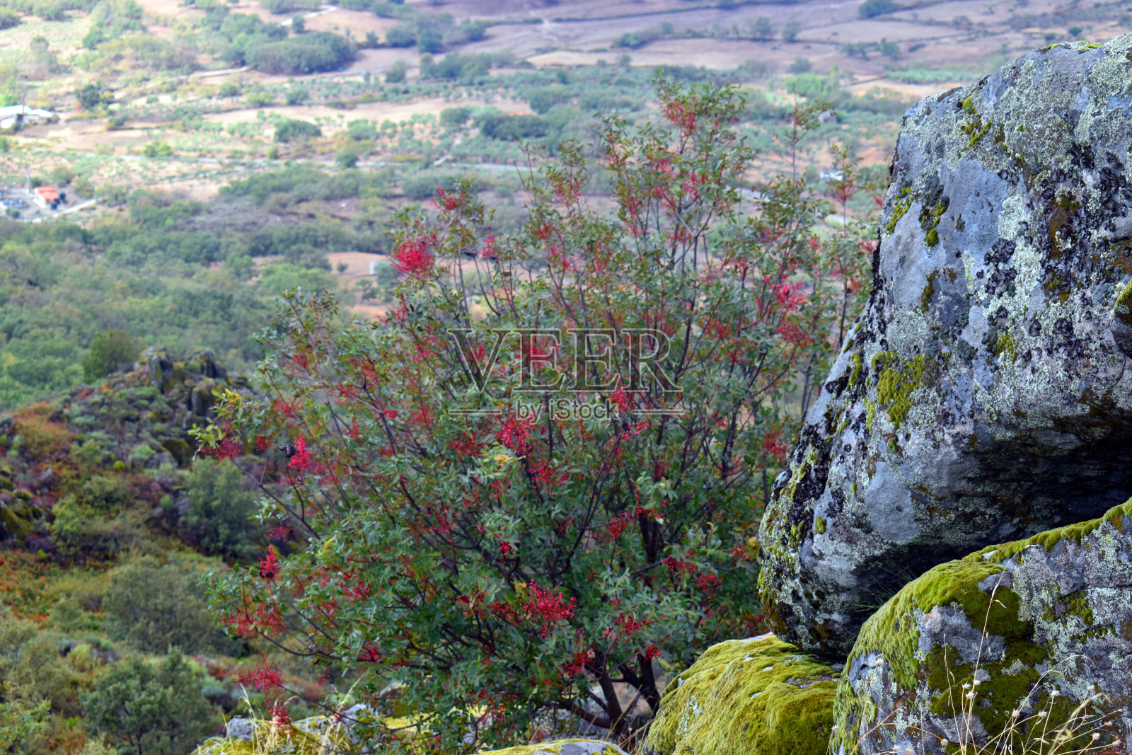 黄连木，也叫白连木，有果实照片摄影图片