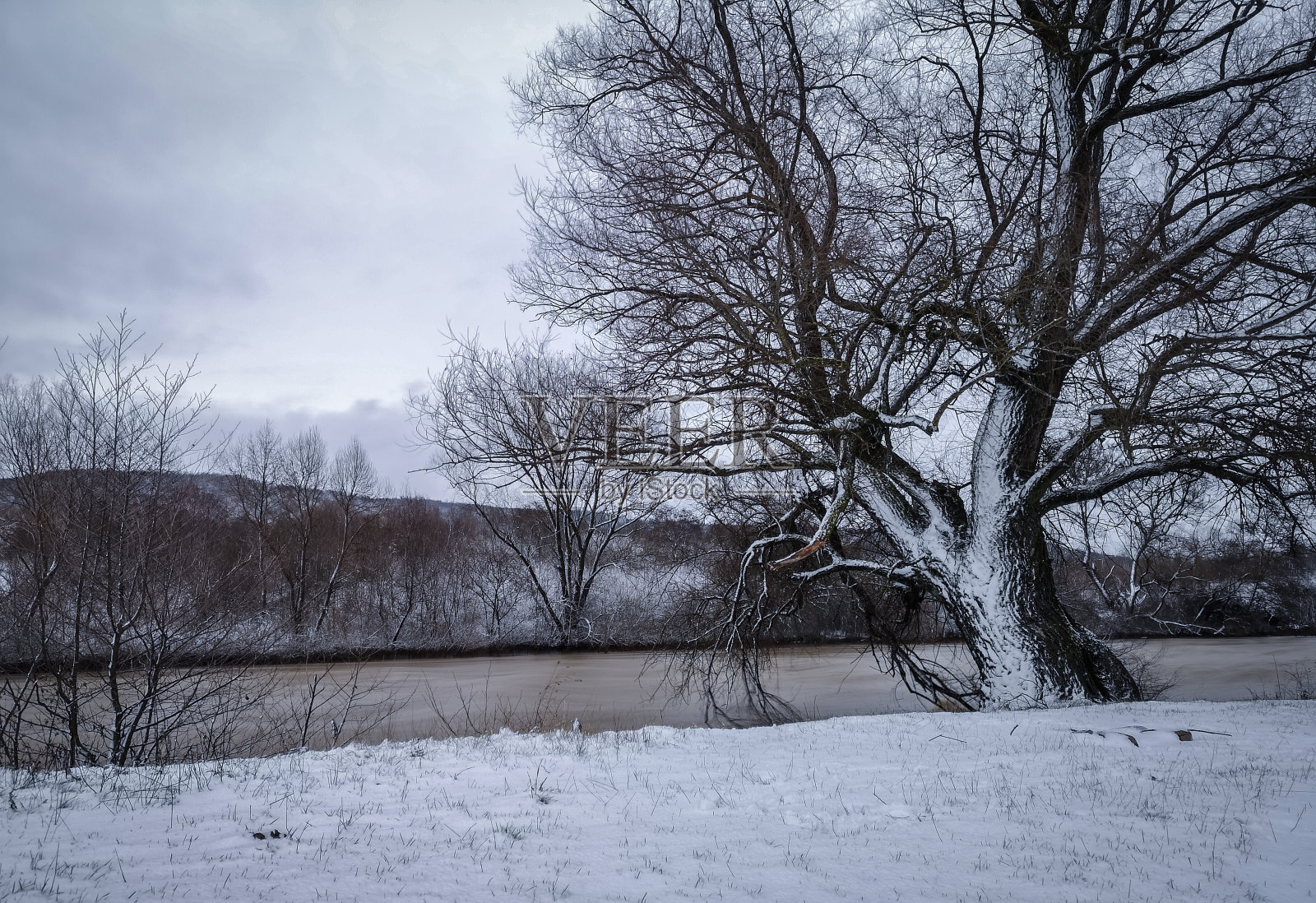 一棵巨大的老树在高水位河岸边的雾中照片摄影图片
