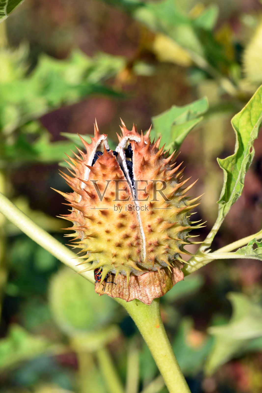 曼陀罗曼陀罗的果实和种子，一种有毒和致幻的植物照片摄影图片