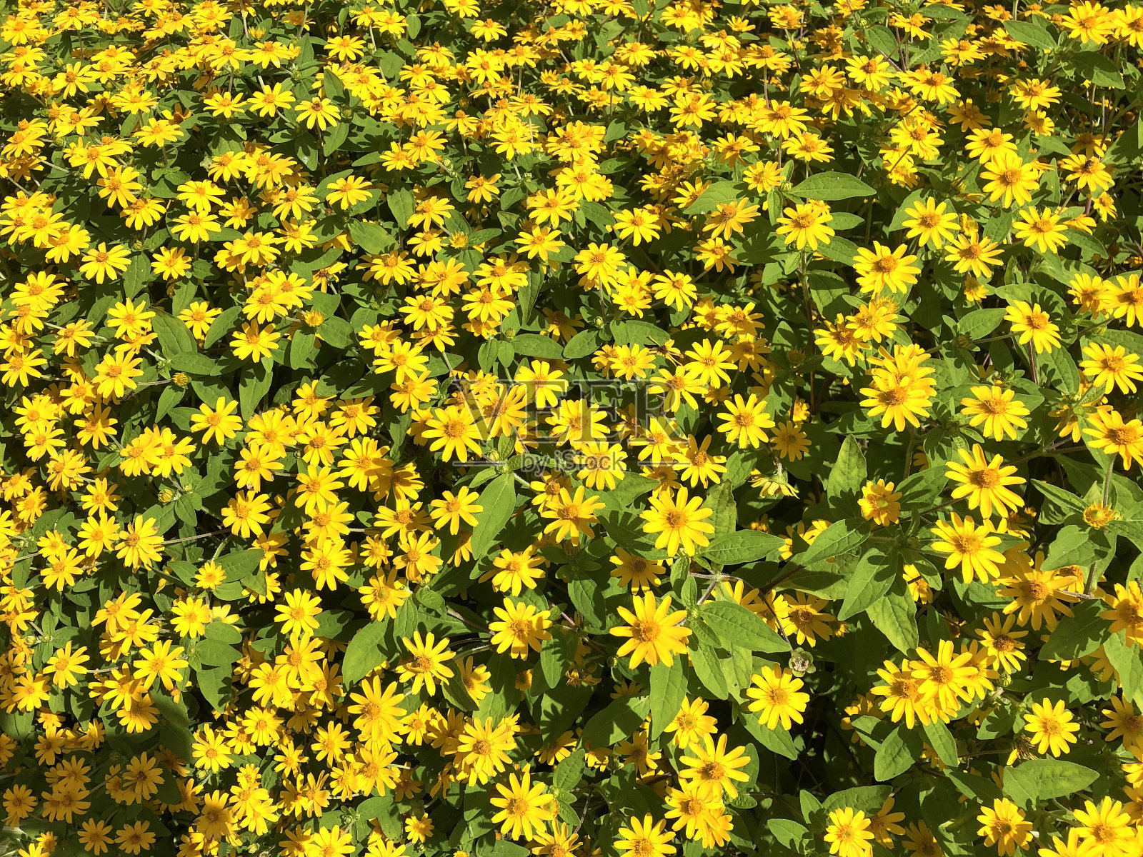 melapodium花照片摄影图片