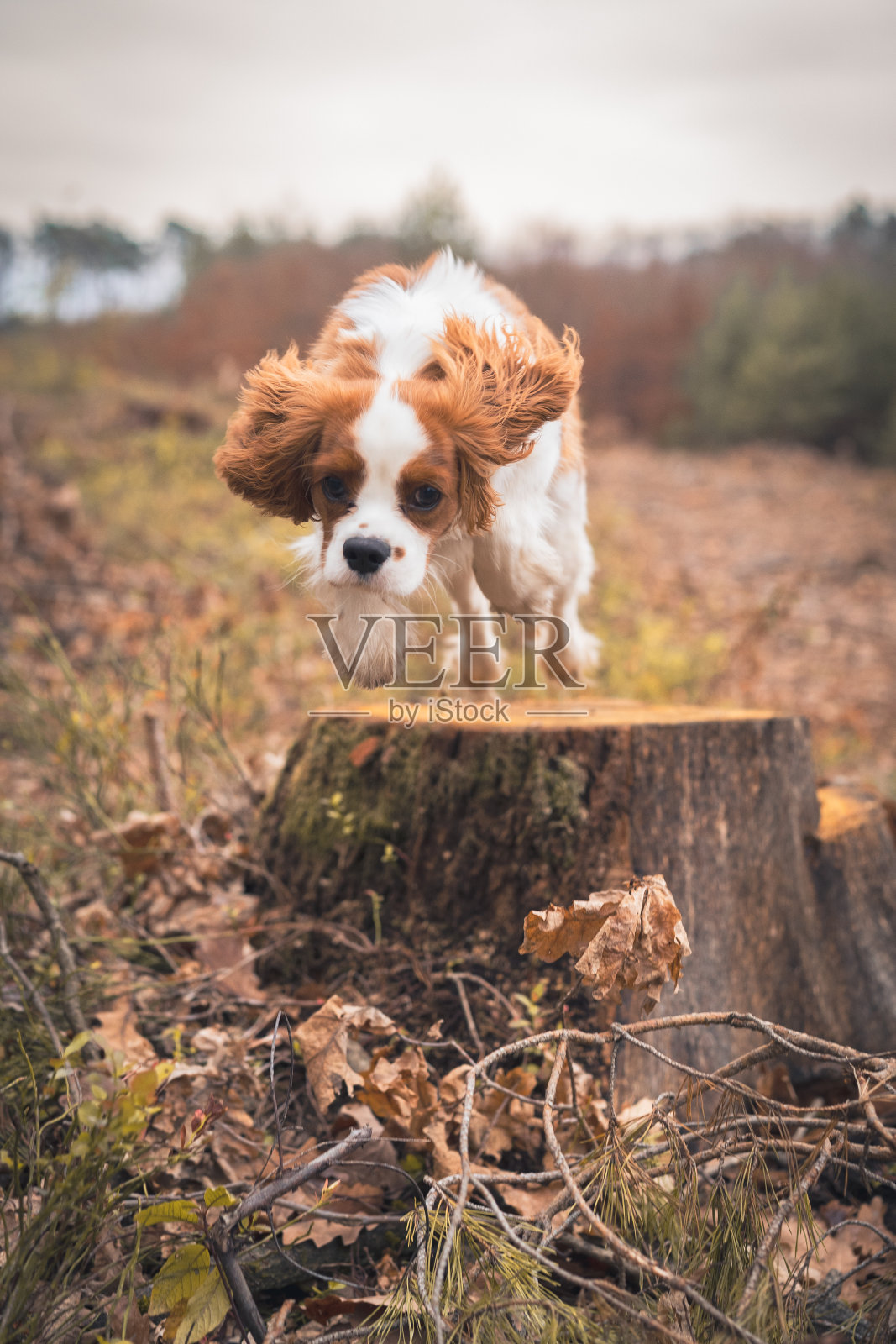 狗骑士查尔斯王猎犬照片摄影图片