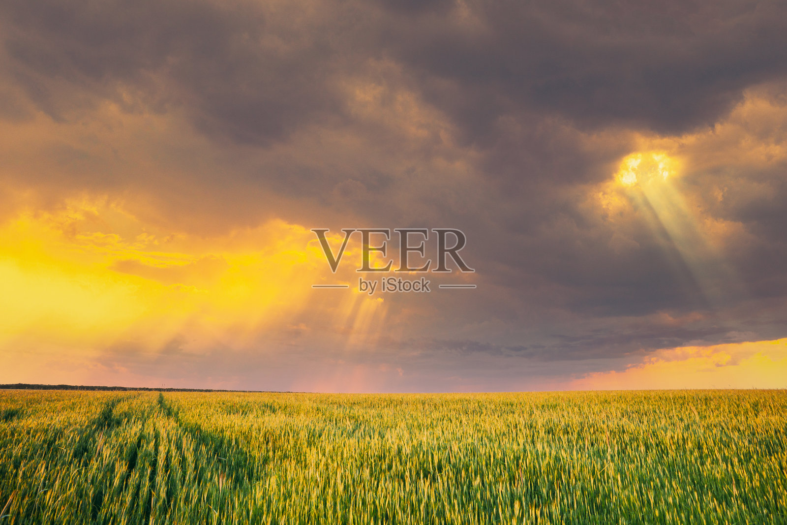 日落戏剧性的天空在农村绿色麦田。春天的季节。改变日出天空。来自天空的阳光照片摄影图片