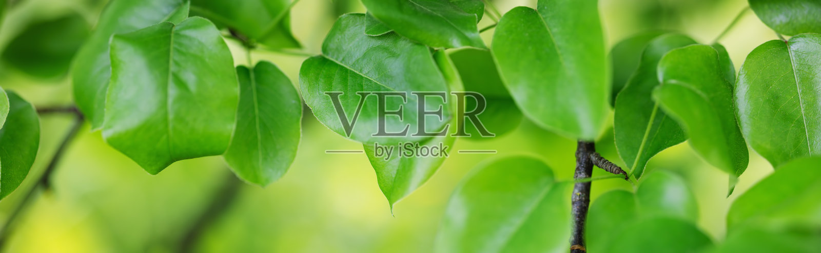 这棵树的树枝和嫩叶的特写全景。照片摄影图片