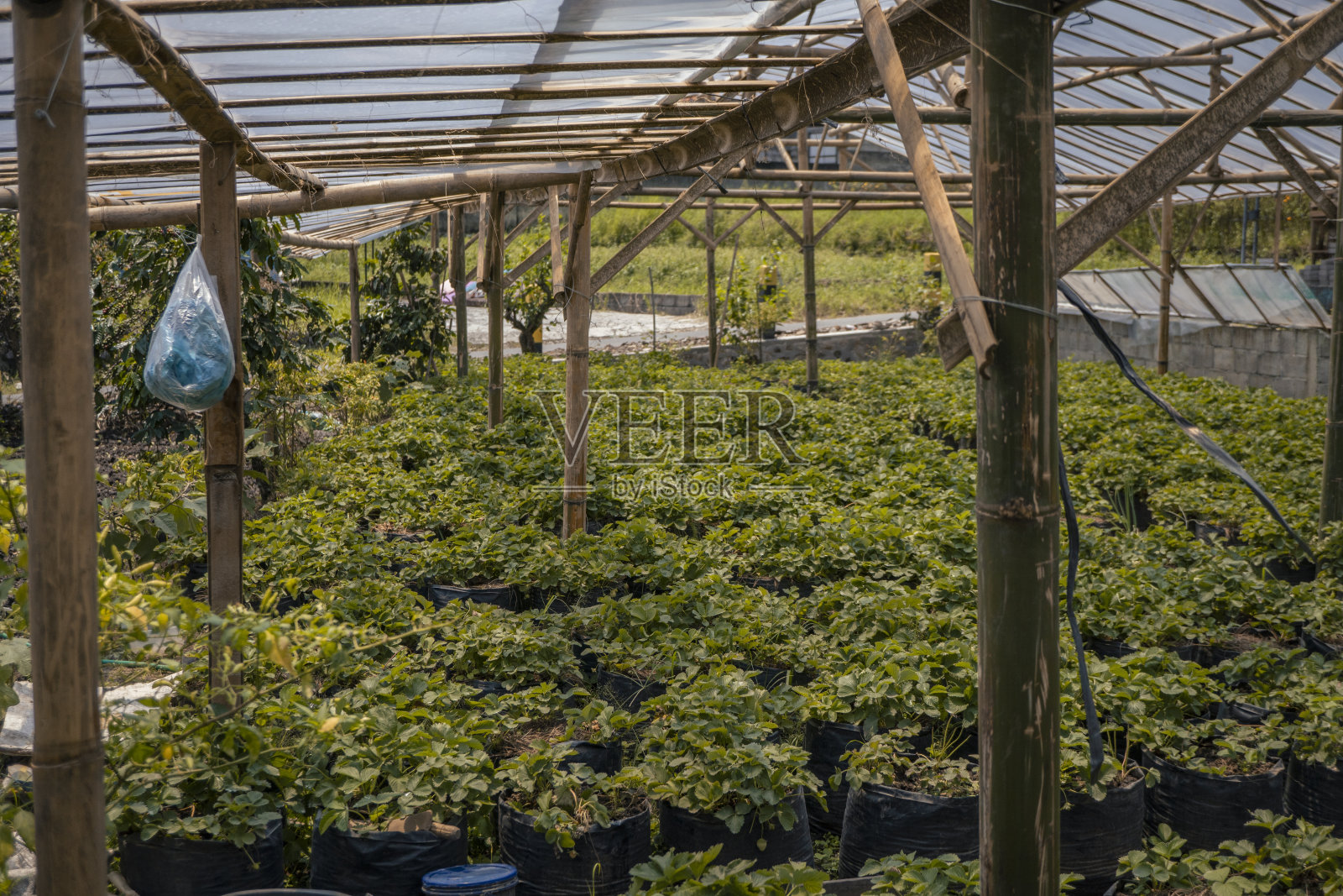 春天的时候草莓园用蓝色的天空和室内覆盖。照片摄影图片