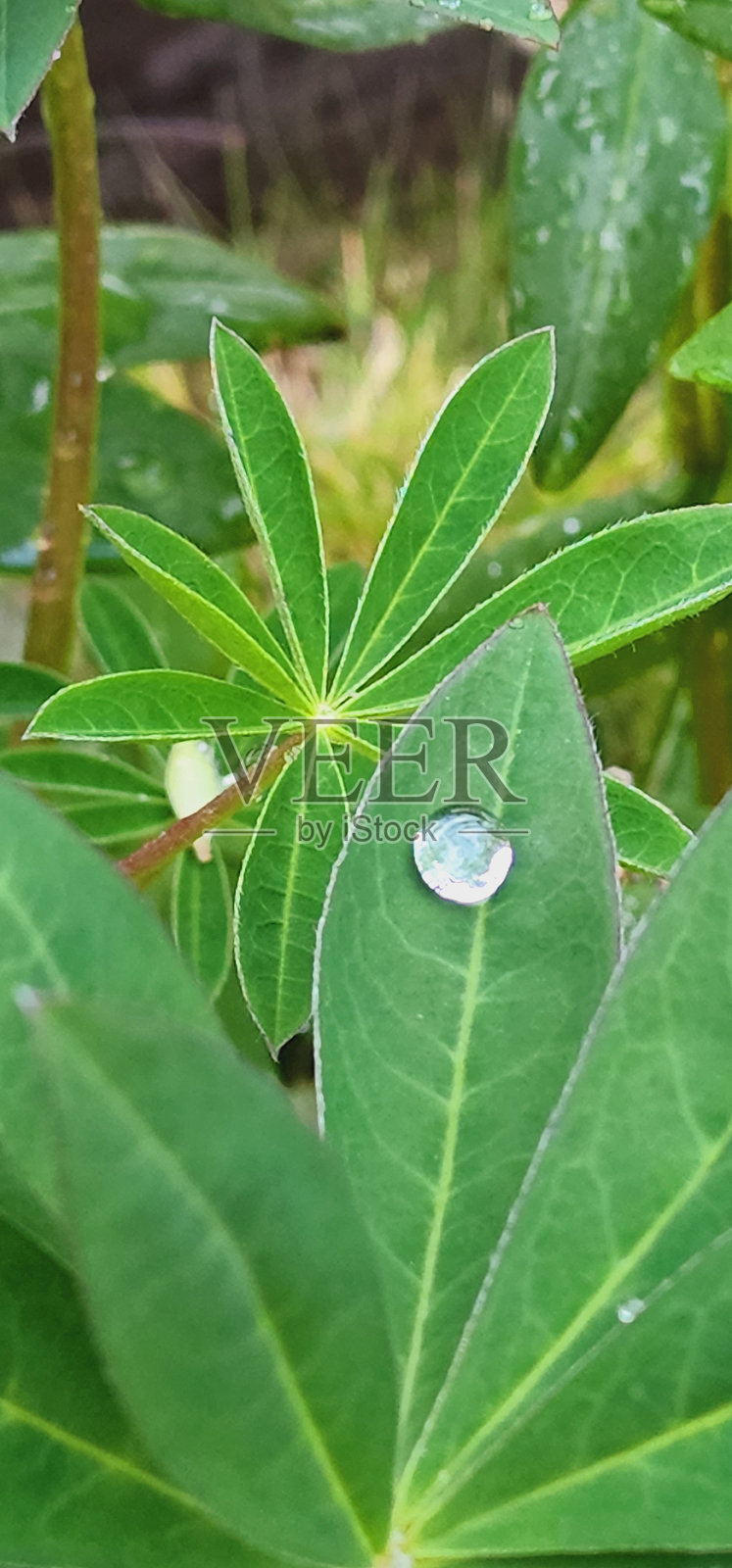 花园里的颜色照片摄影图片