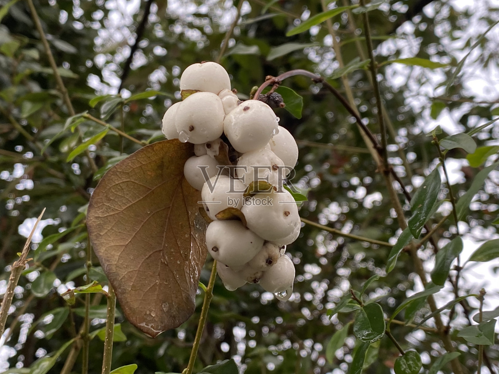 灌木丛上的白色豌豆照片摄影图片
