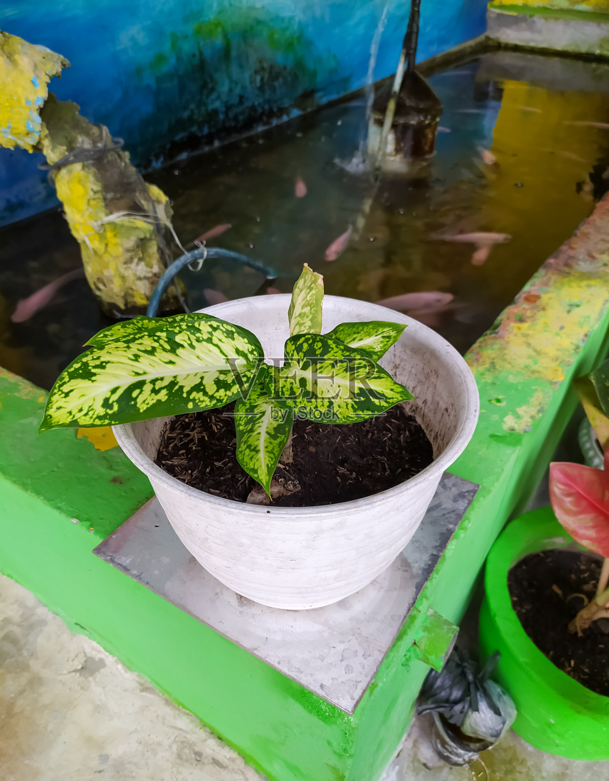 美丽的绿色镜头照片摄影图片