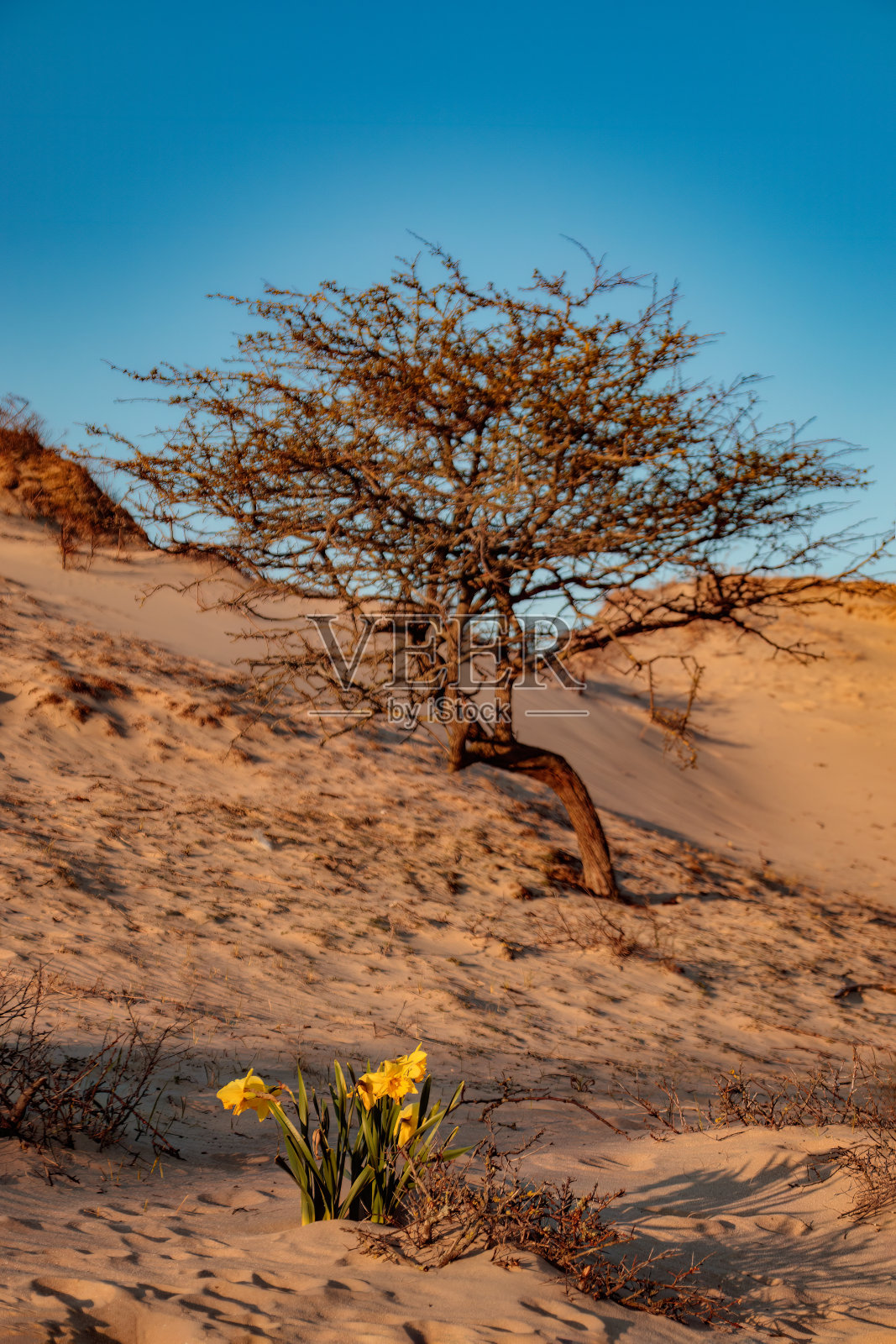 沙丘上孤独的剑兰照片摄影图片