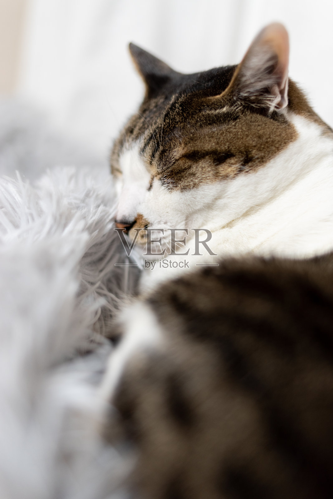 睡觉的猫照片摄影图片