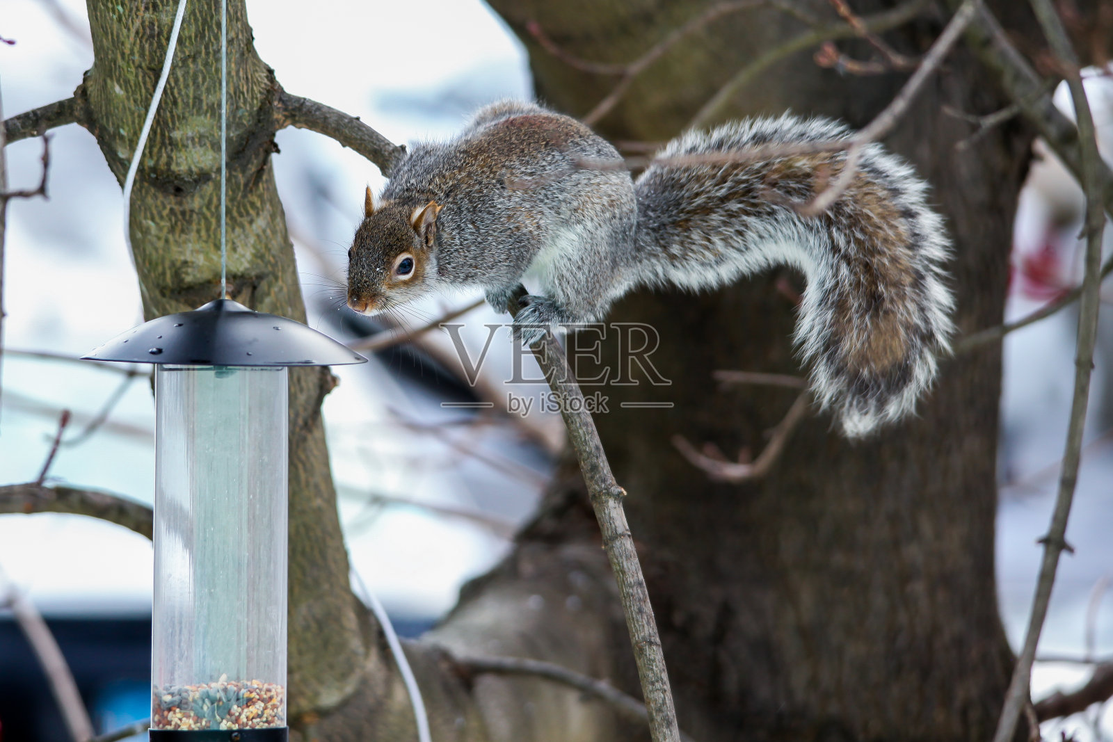 近距离从灰松鼠在树上寻找喂鸟器照片摄影图片