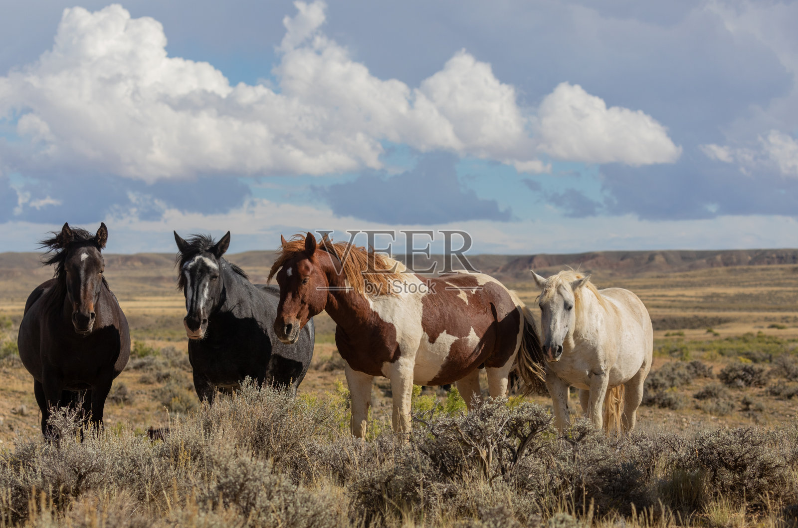怀俄明州秋天的野马照片摄影图片