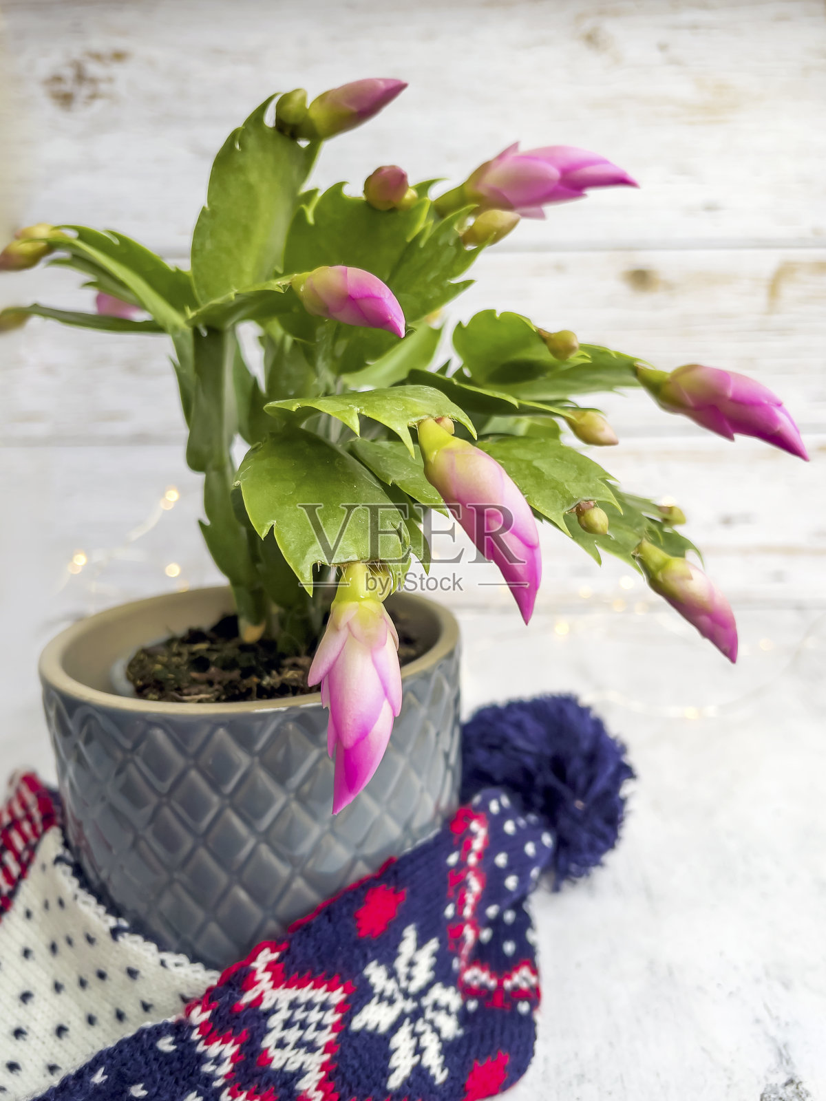 圣诞仙人掌和围巾照片摄影图片