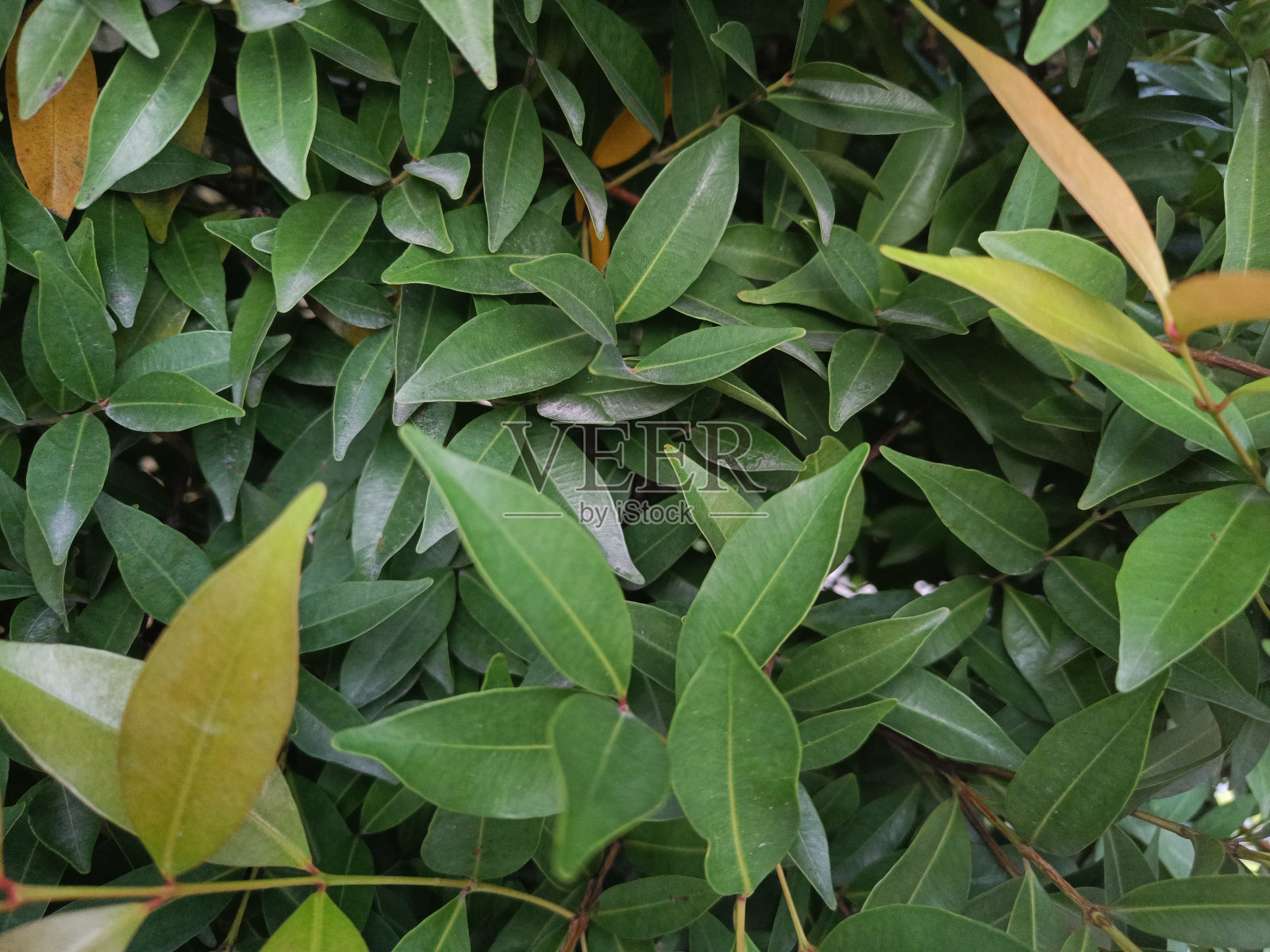 美丽的树叶在雨季照片摄影图片