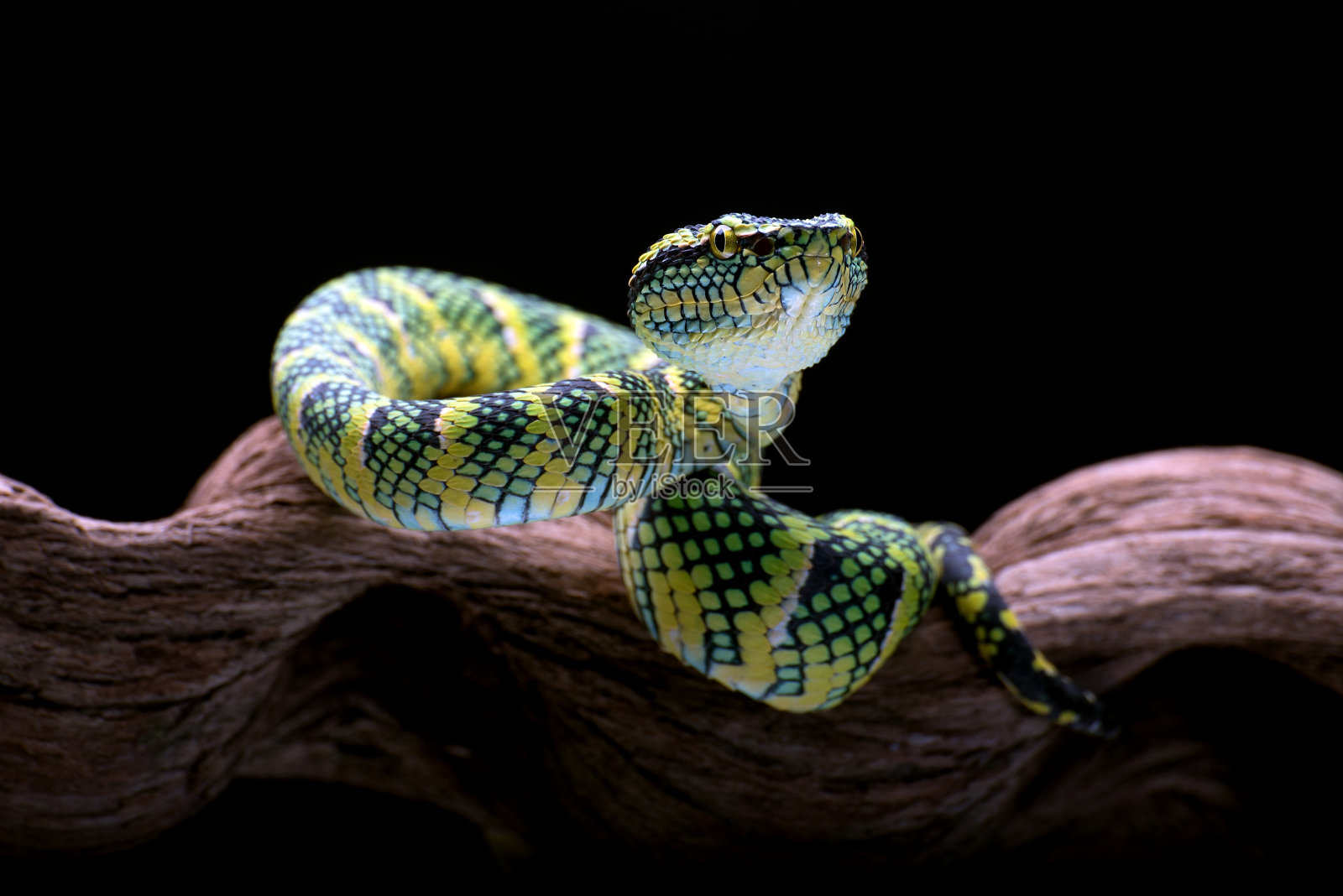 树枝上的威格勒蝮蛇照片摄影图片