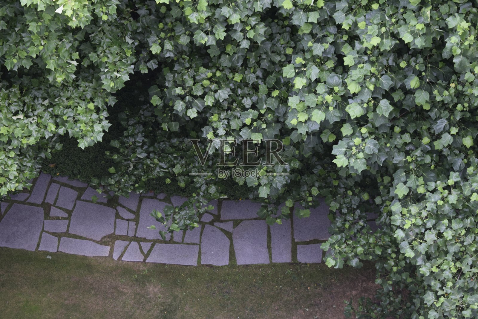 常青藤石路照片摄影图片