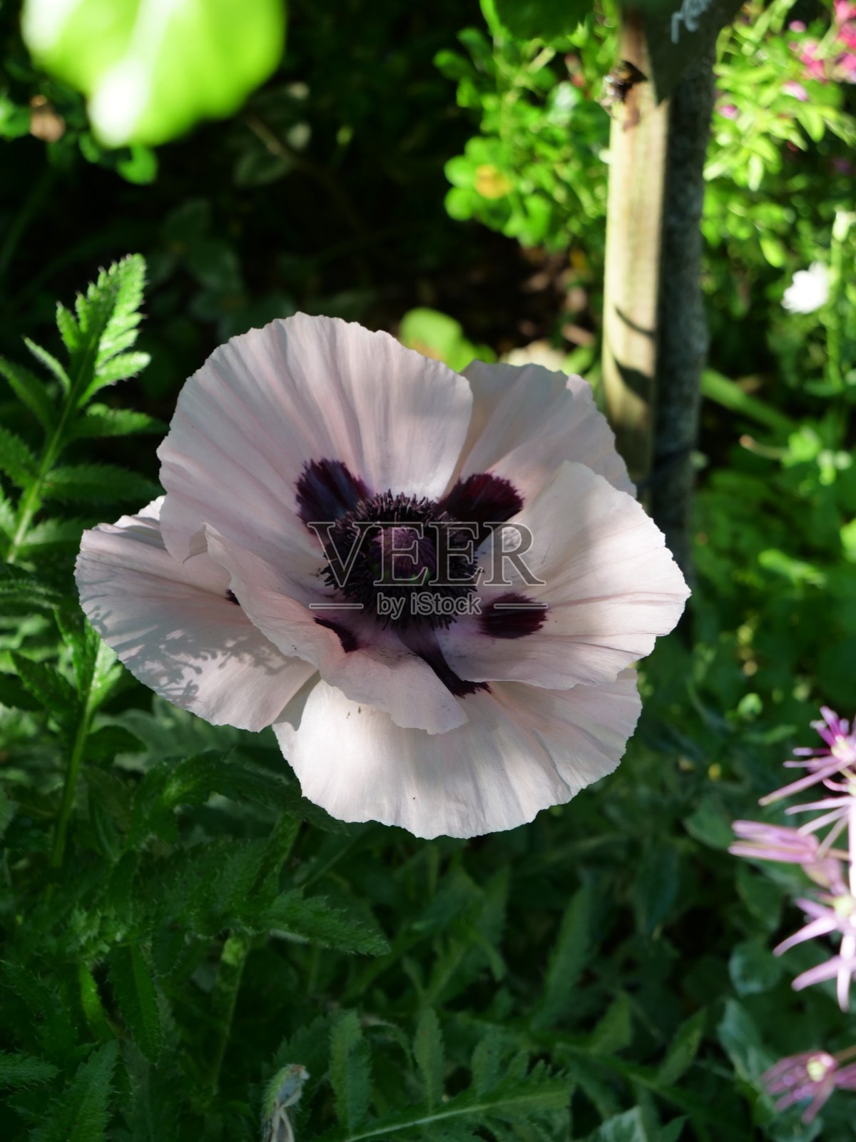 Papaver东欧照片摄影图片