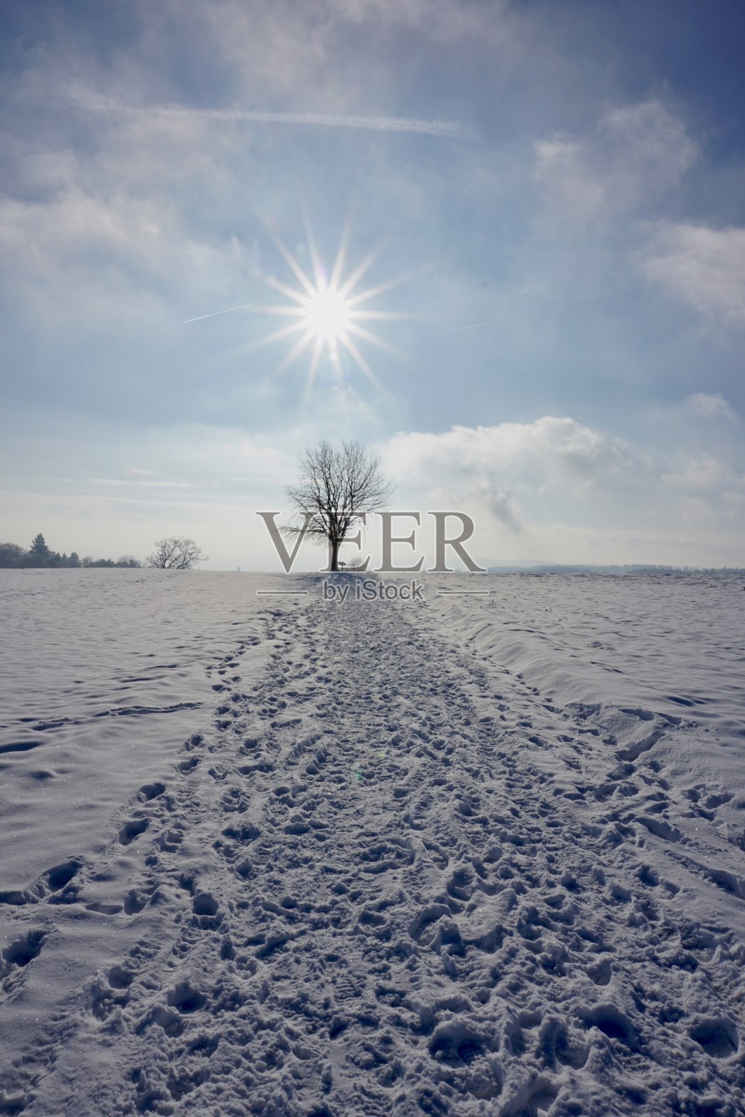 雪中的农田和一棵没有叶子的孤独树。明亮的蓝天，一棵光秃秃的树，地上有很多雪。底部是白色的，顶部是蓝色的。照片摄影图片