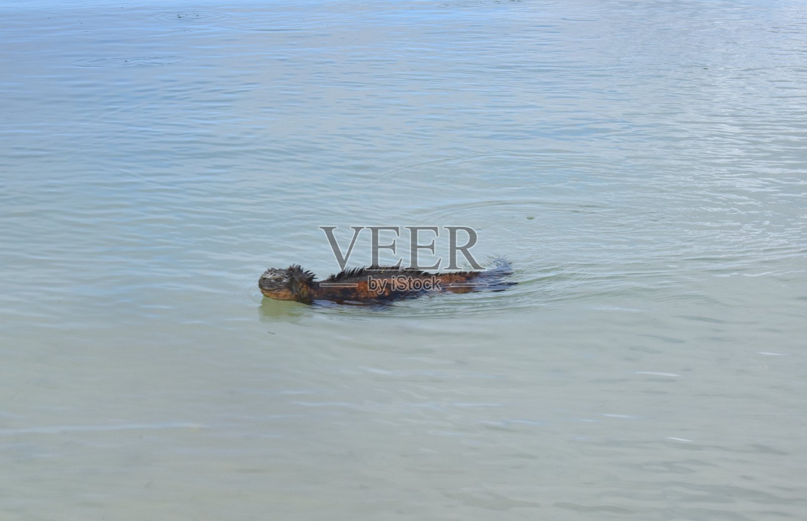 加拉帕戈斯海鬣蜥照片摄影图片