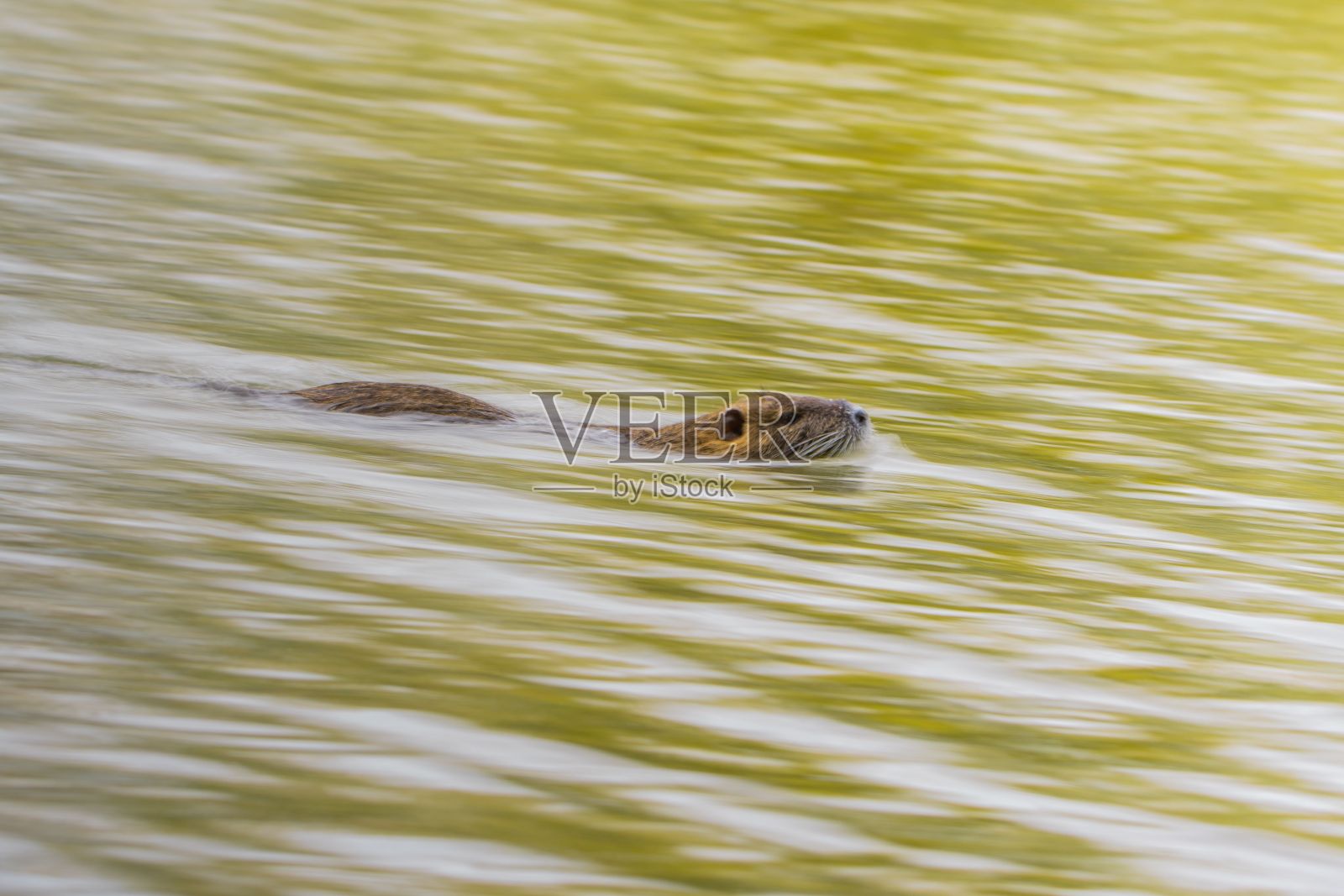 选择性海狸鼠(河狸鼠)在水中照片摄影图片