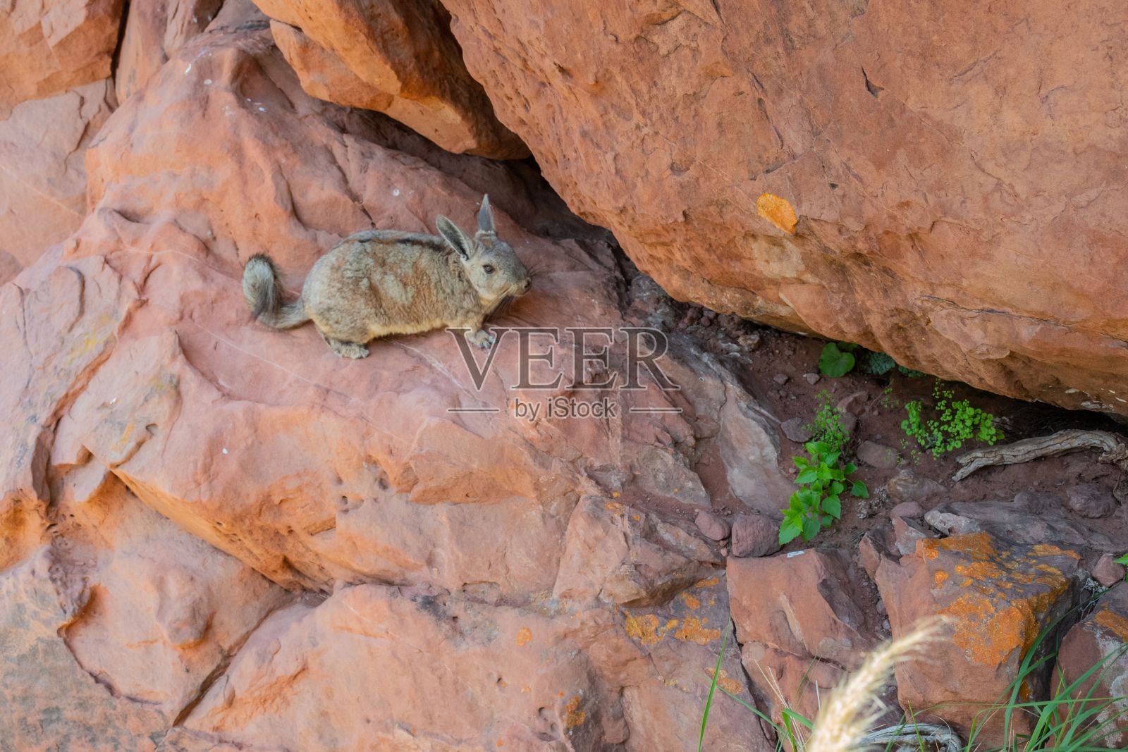 岩石上的南粘虫(Lagidium viscacia)选择性照片摄影图片