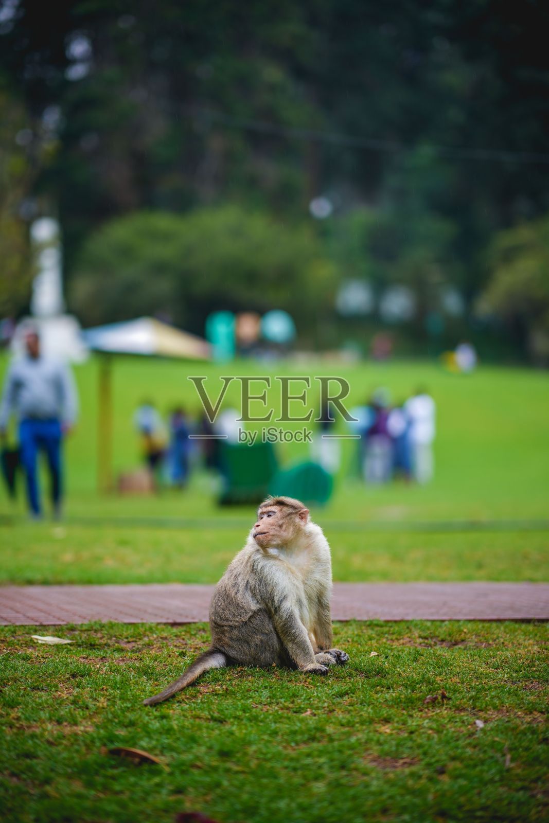 浅聚焦一只猴子坐在公园的绿草地上照片摄影图片
