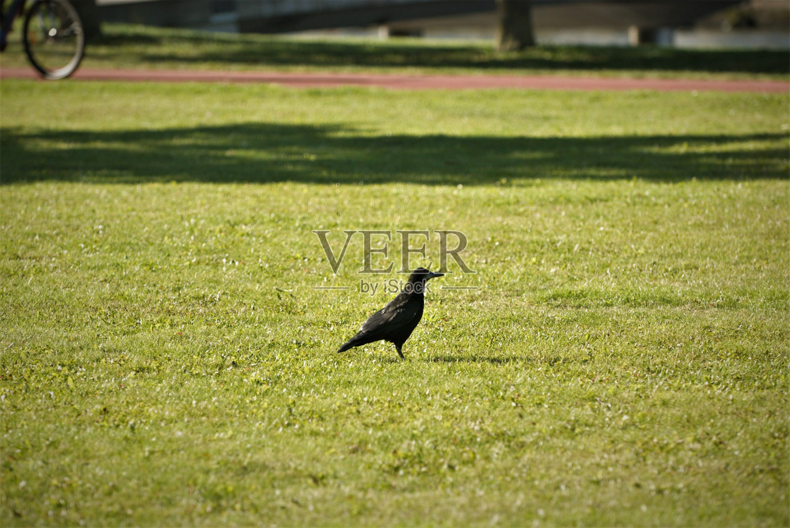 晴朗的一天，在丹麦兰德斯市的公园里，在城市中心的绿草地上发现了一只漂亮的黑鸟照片摄影图片