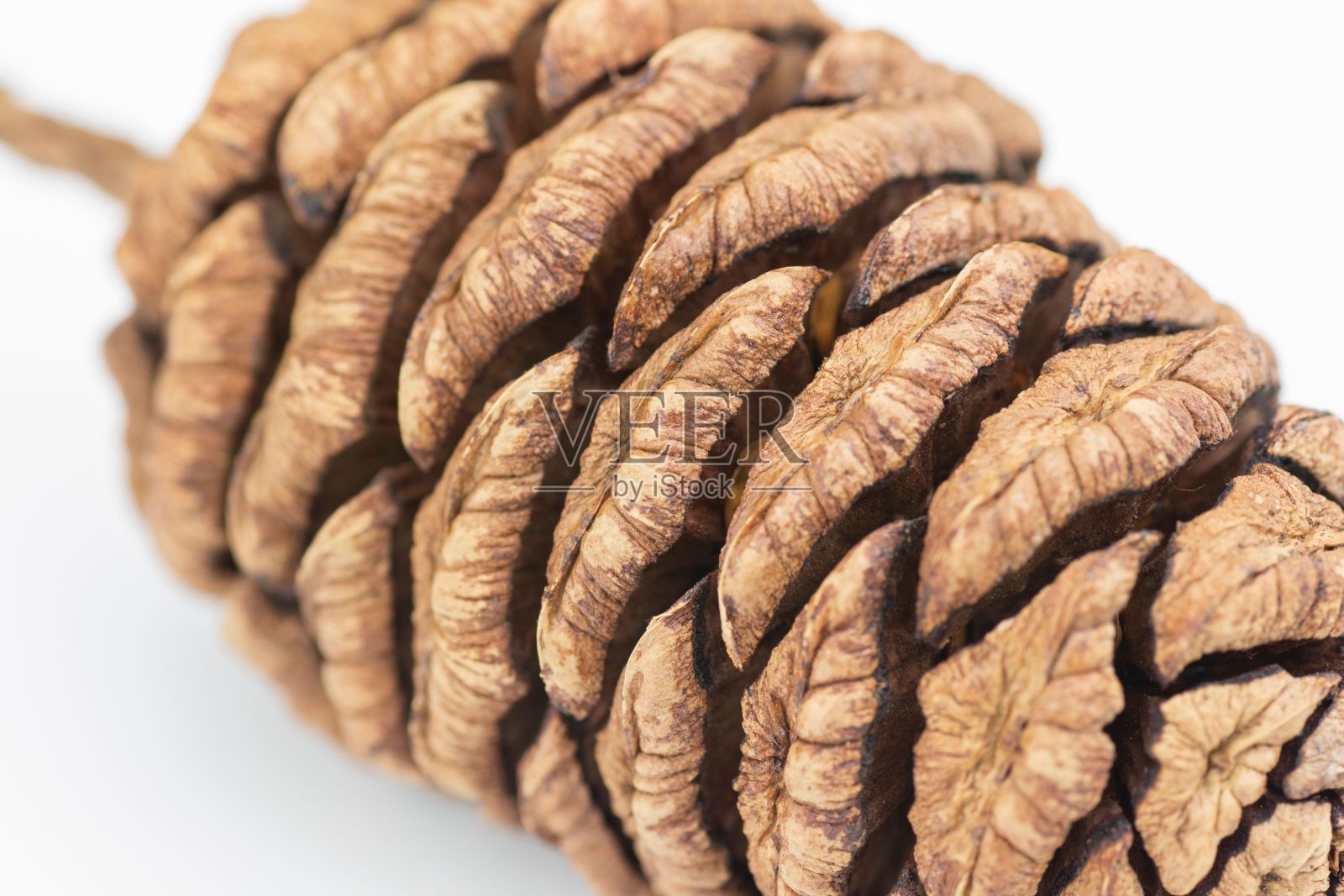 白色背景上孤立的红杉锥的特写镜头照片摄影图片